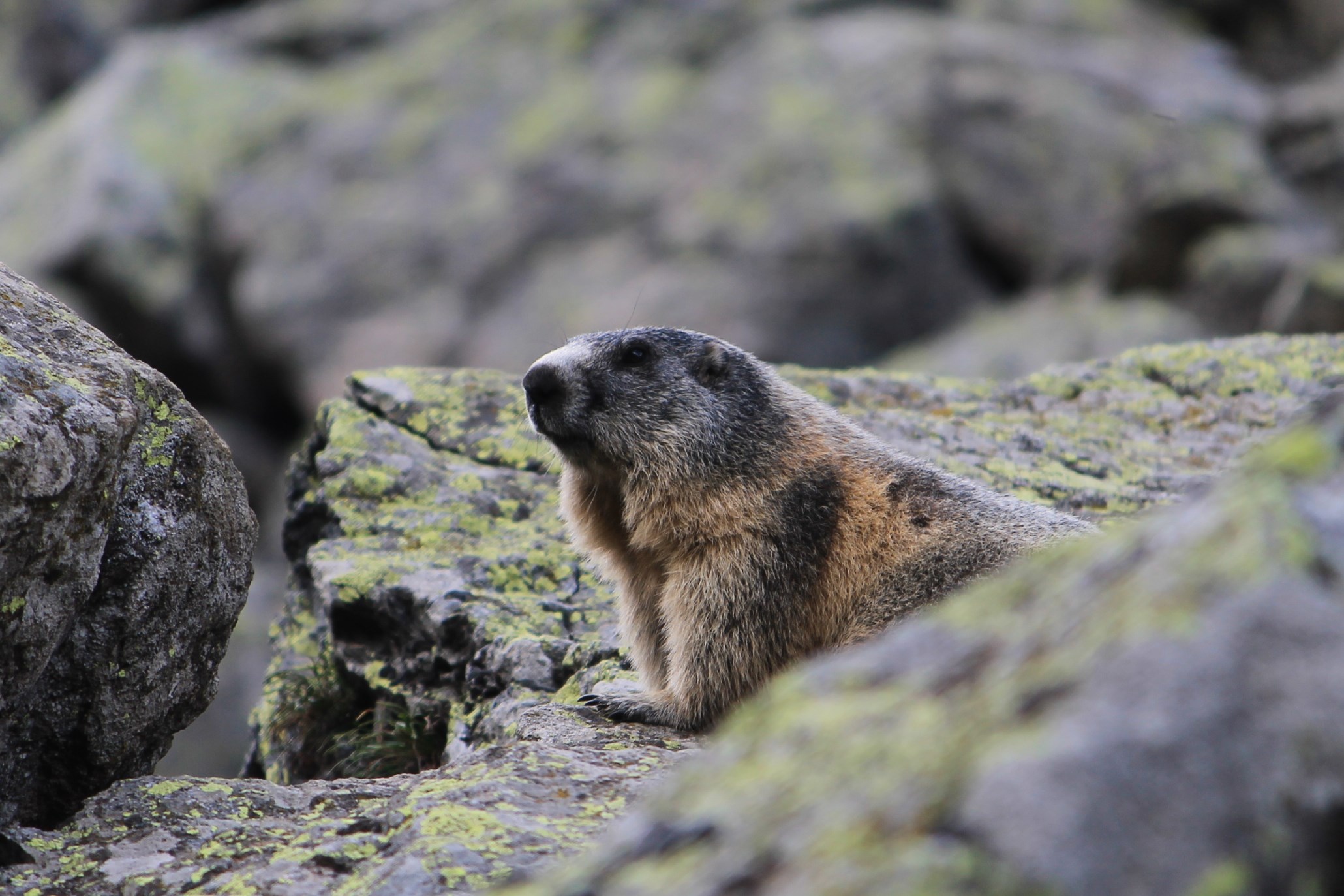 Marmotta 2