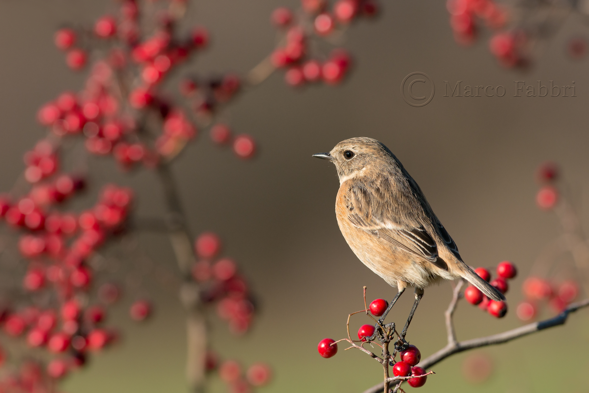 Stonechat and berries