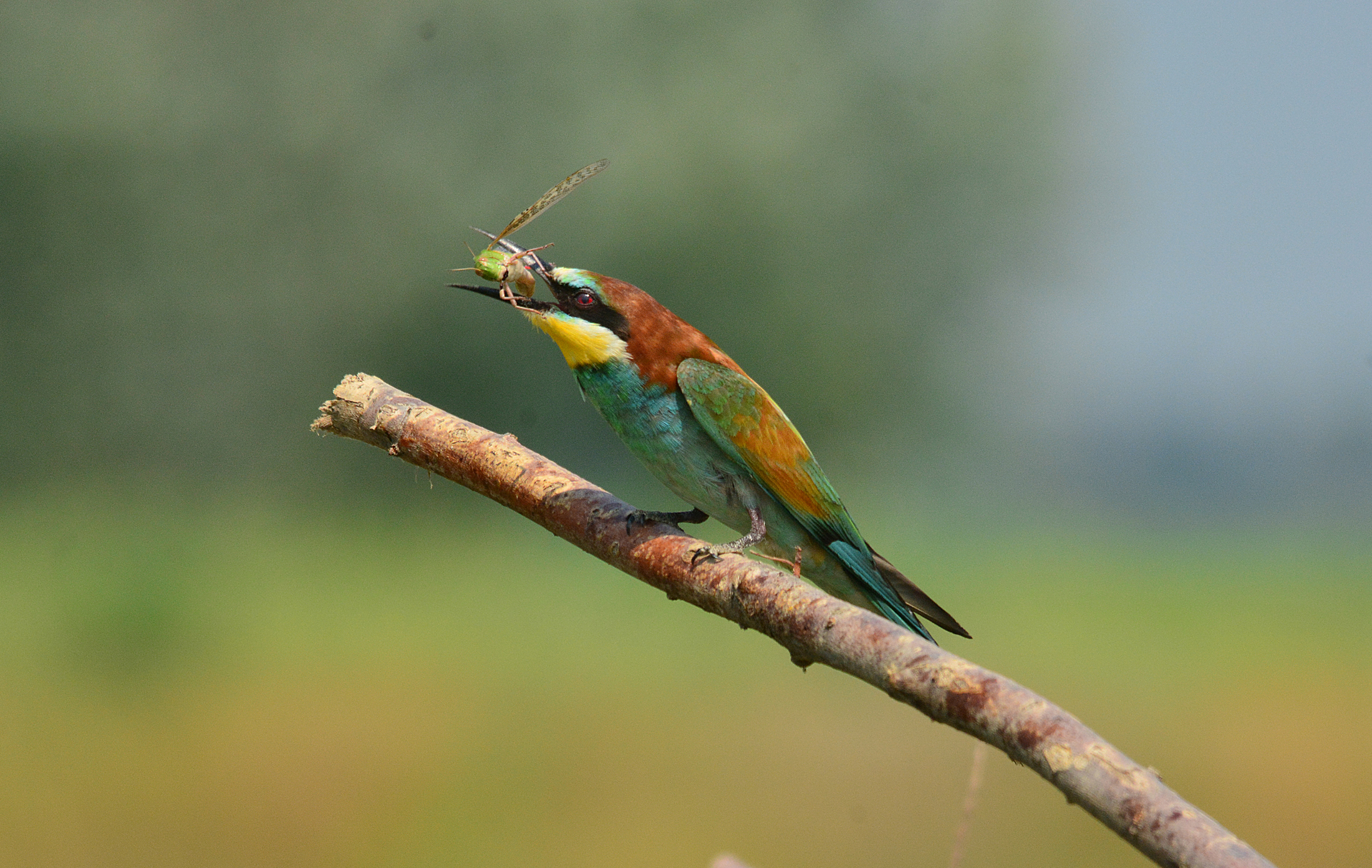 gruccione con locusta