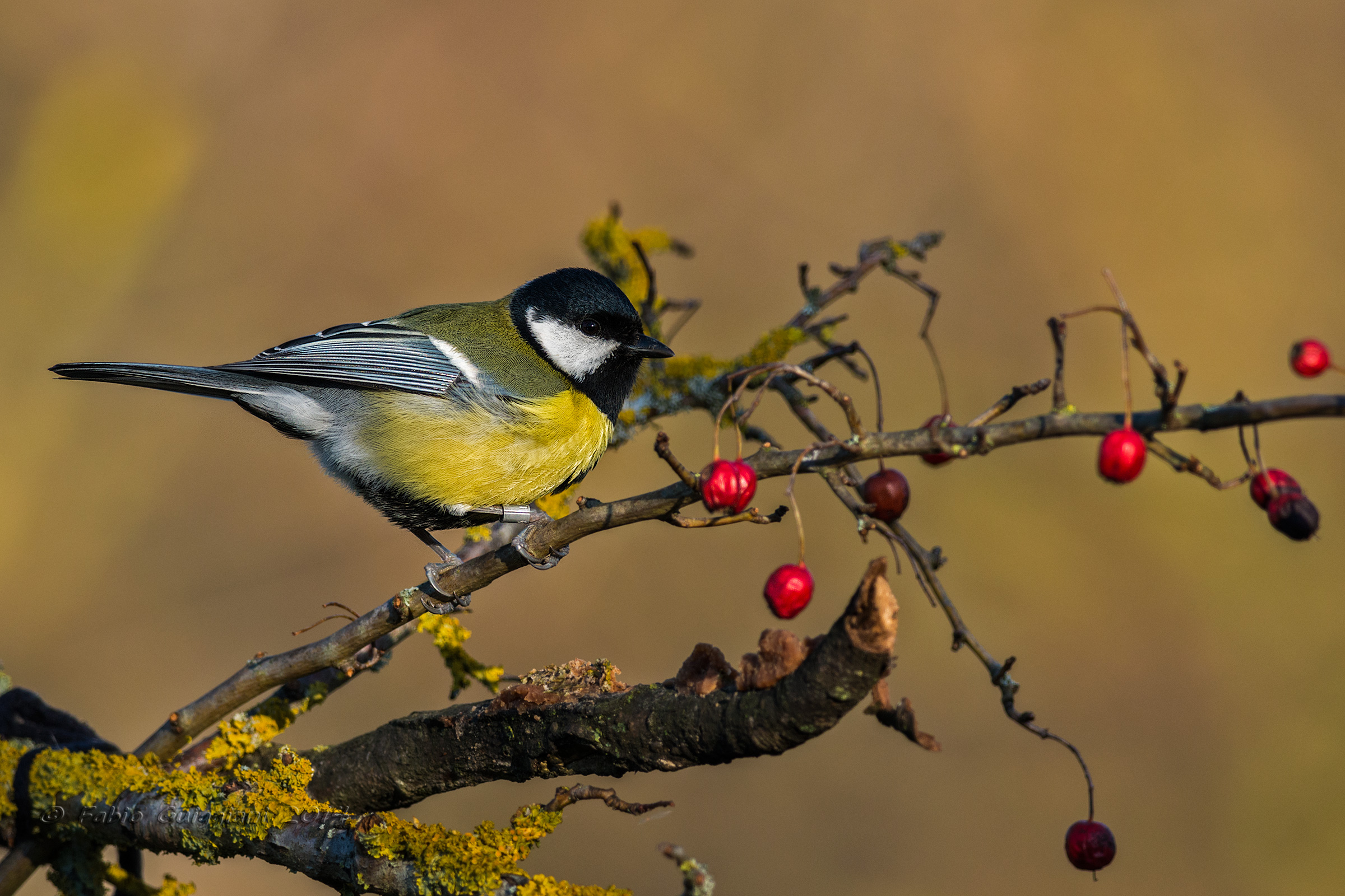 Parus major