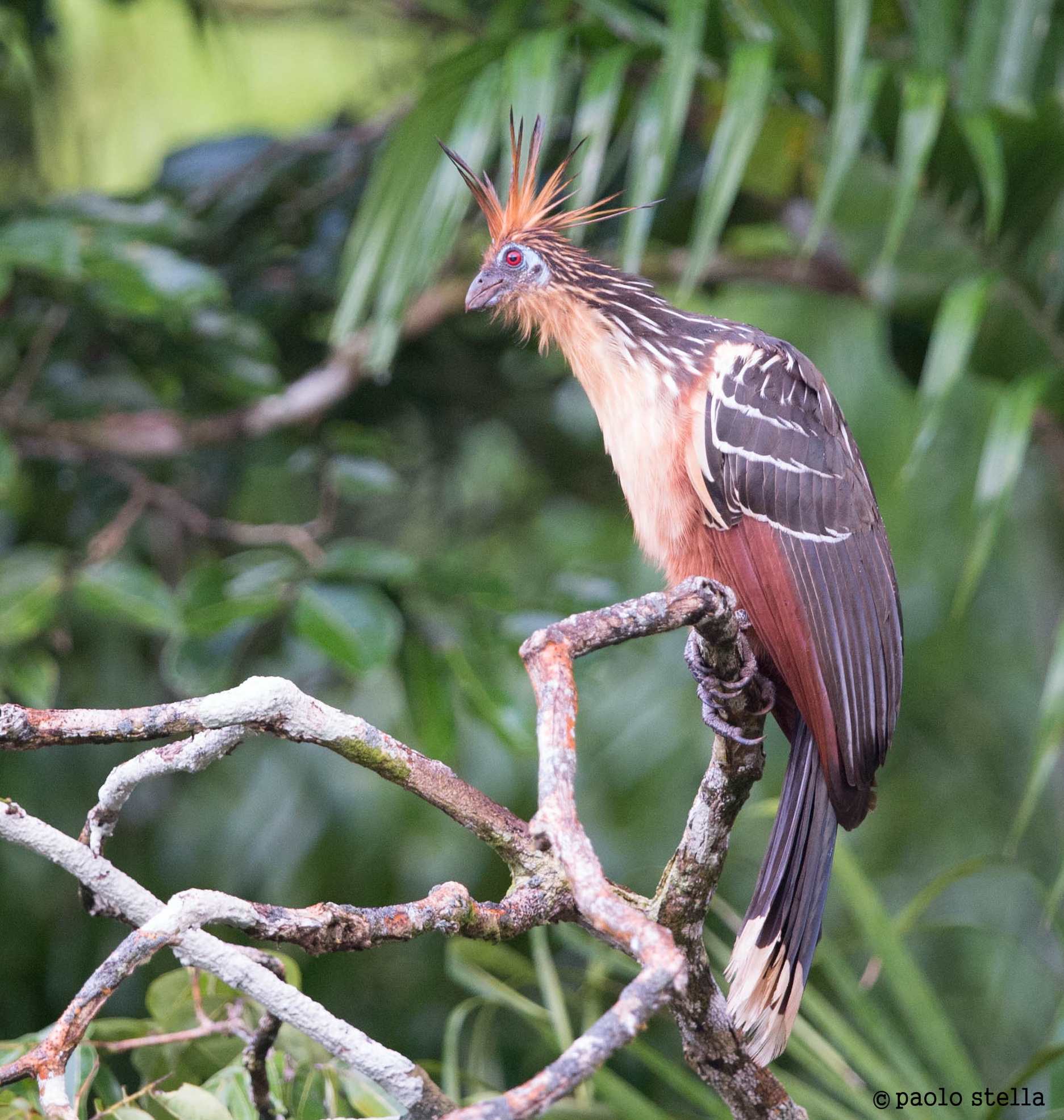 the tuft of 'Hoatzin (Opisthocomus hoazin)