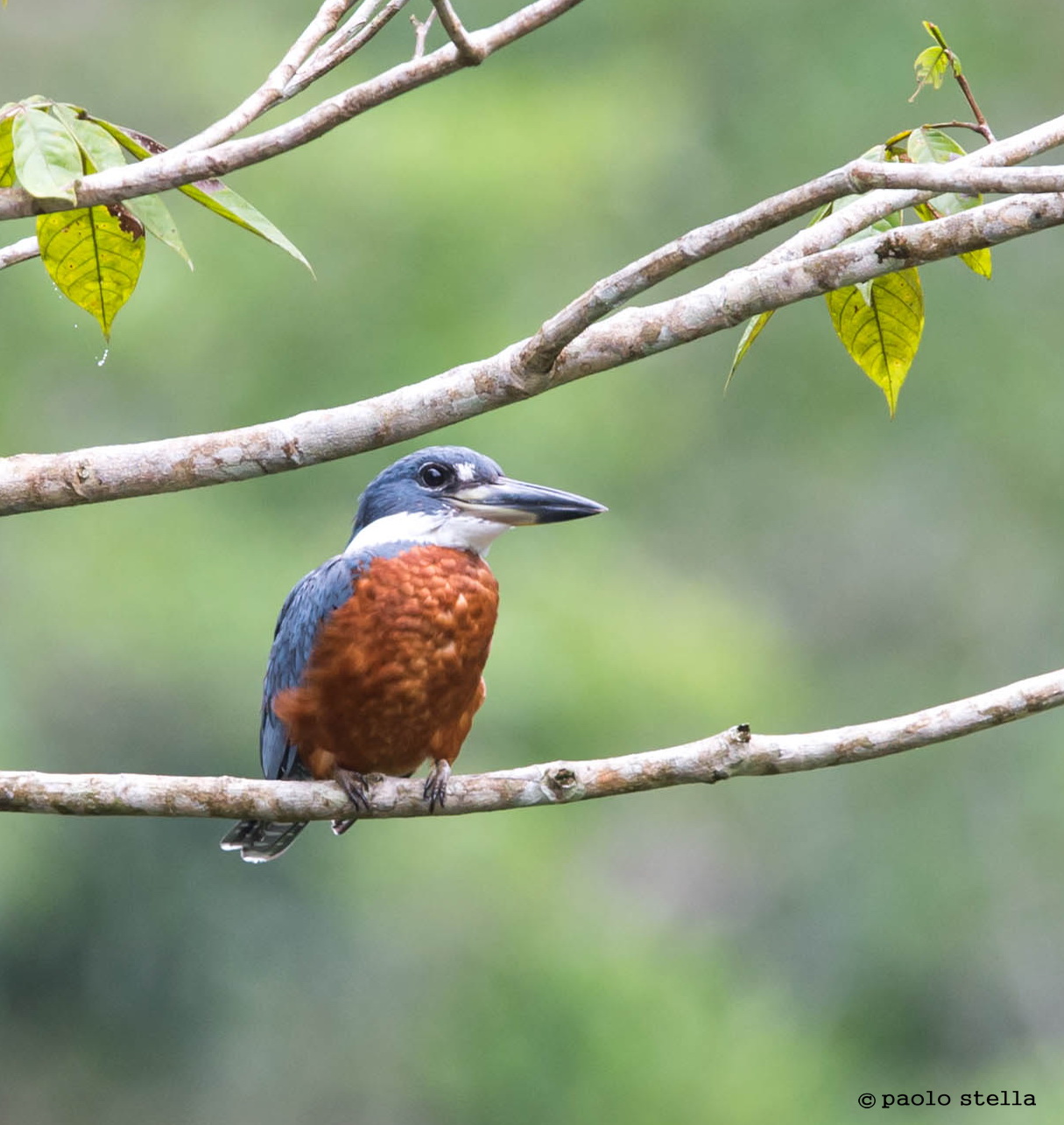 Ringed Kingfisher (Megaceryle torquata)