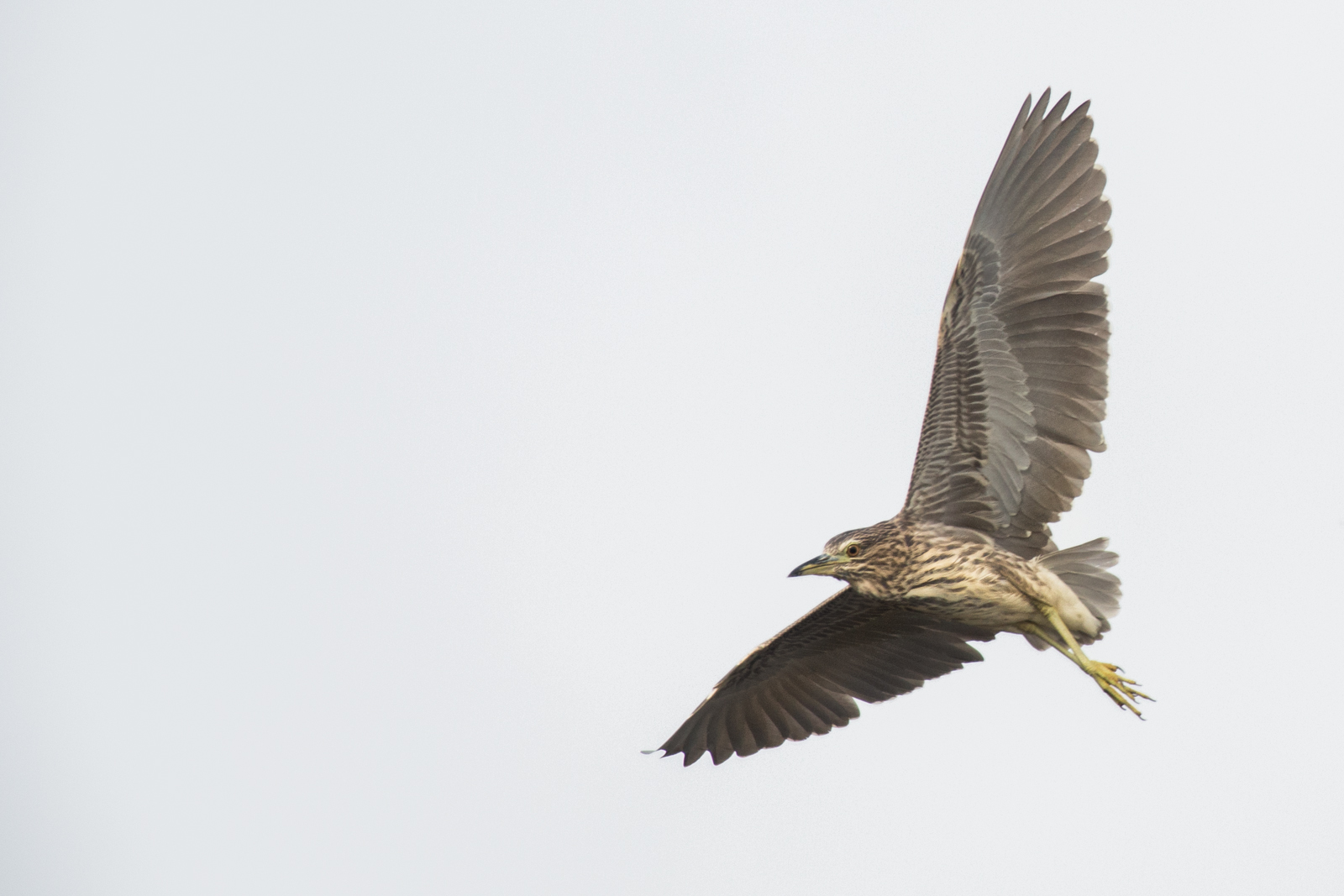 Juv Night Heron in flight