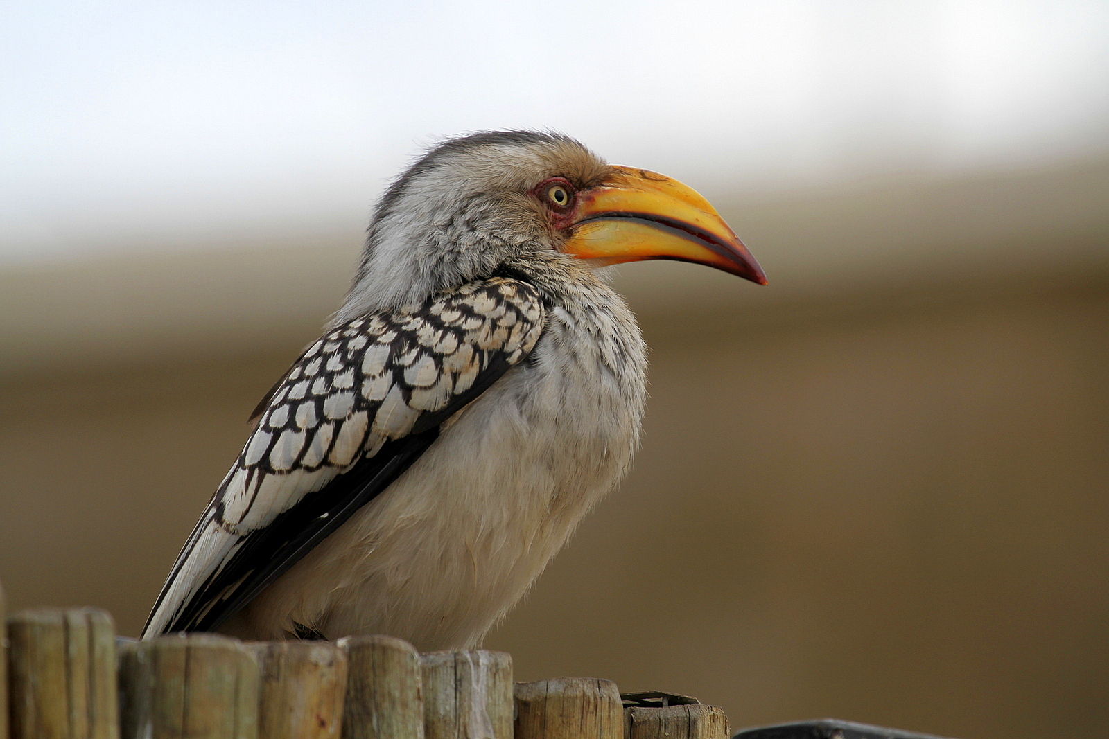 Yellow-billed Hornbill south africa