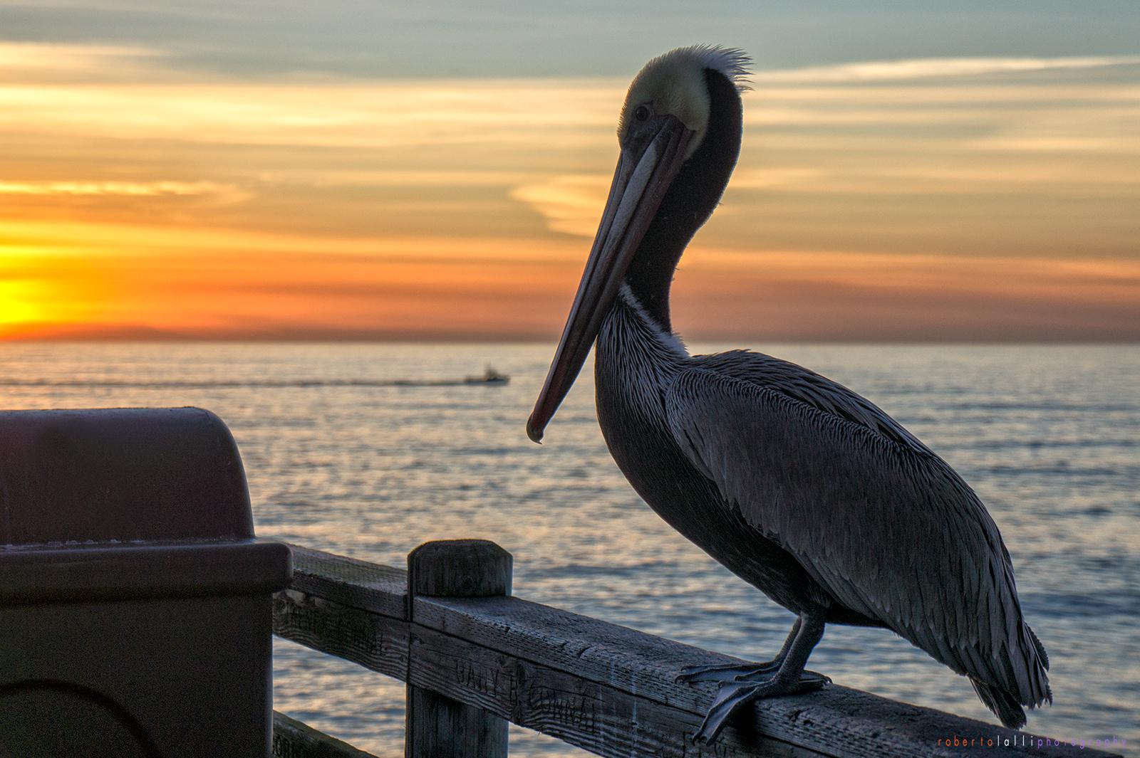 Pelican