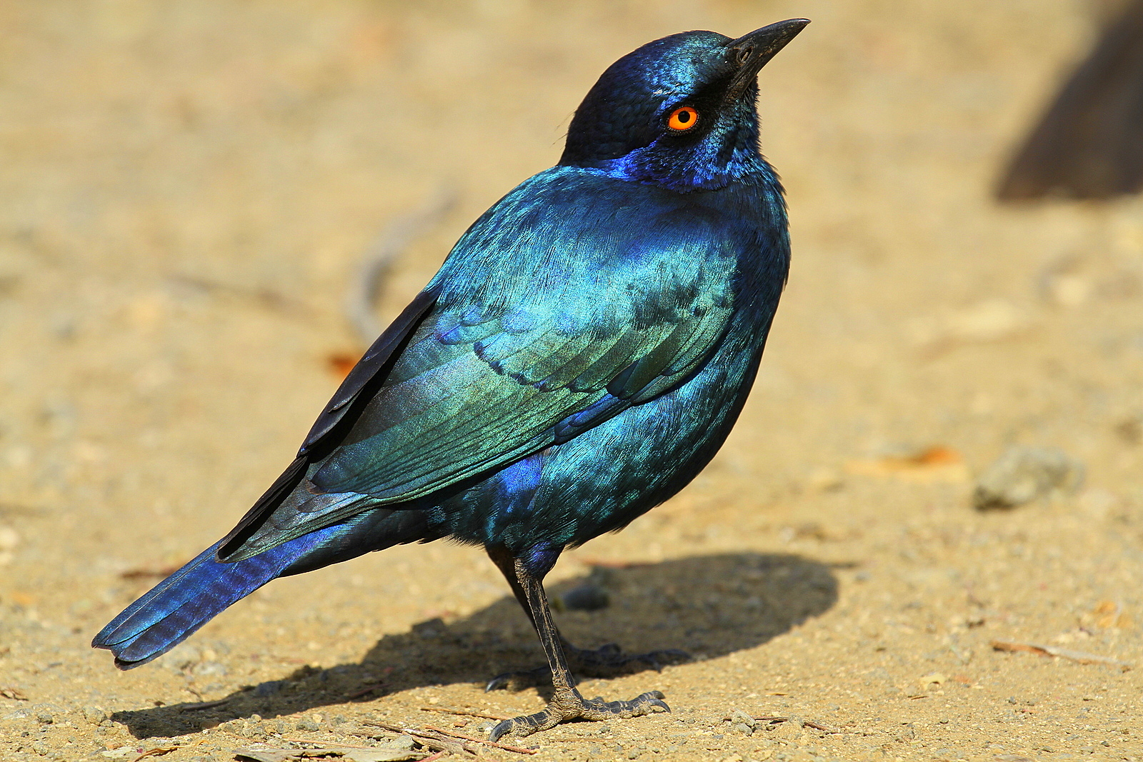 Reversal of the head shining