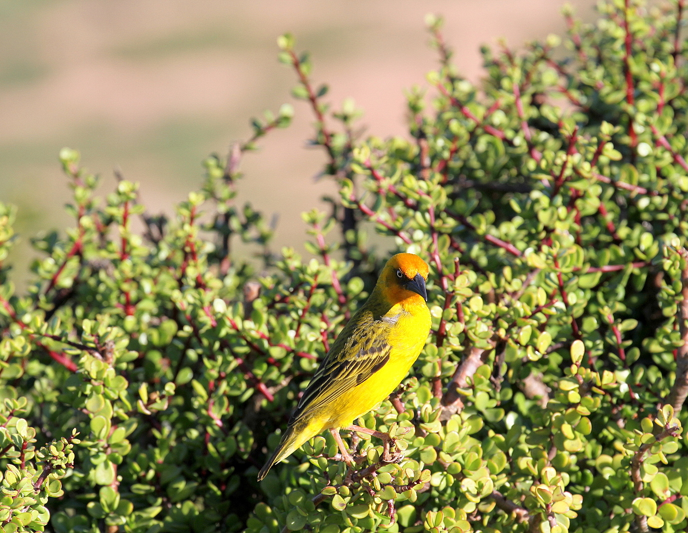 Spectacled Weaver