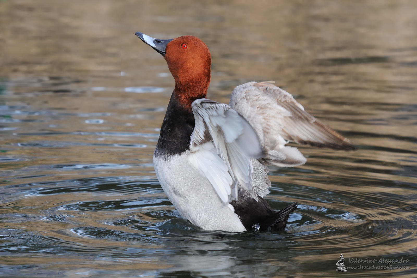 Pochard