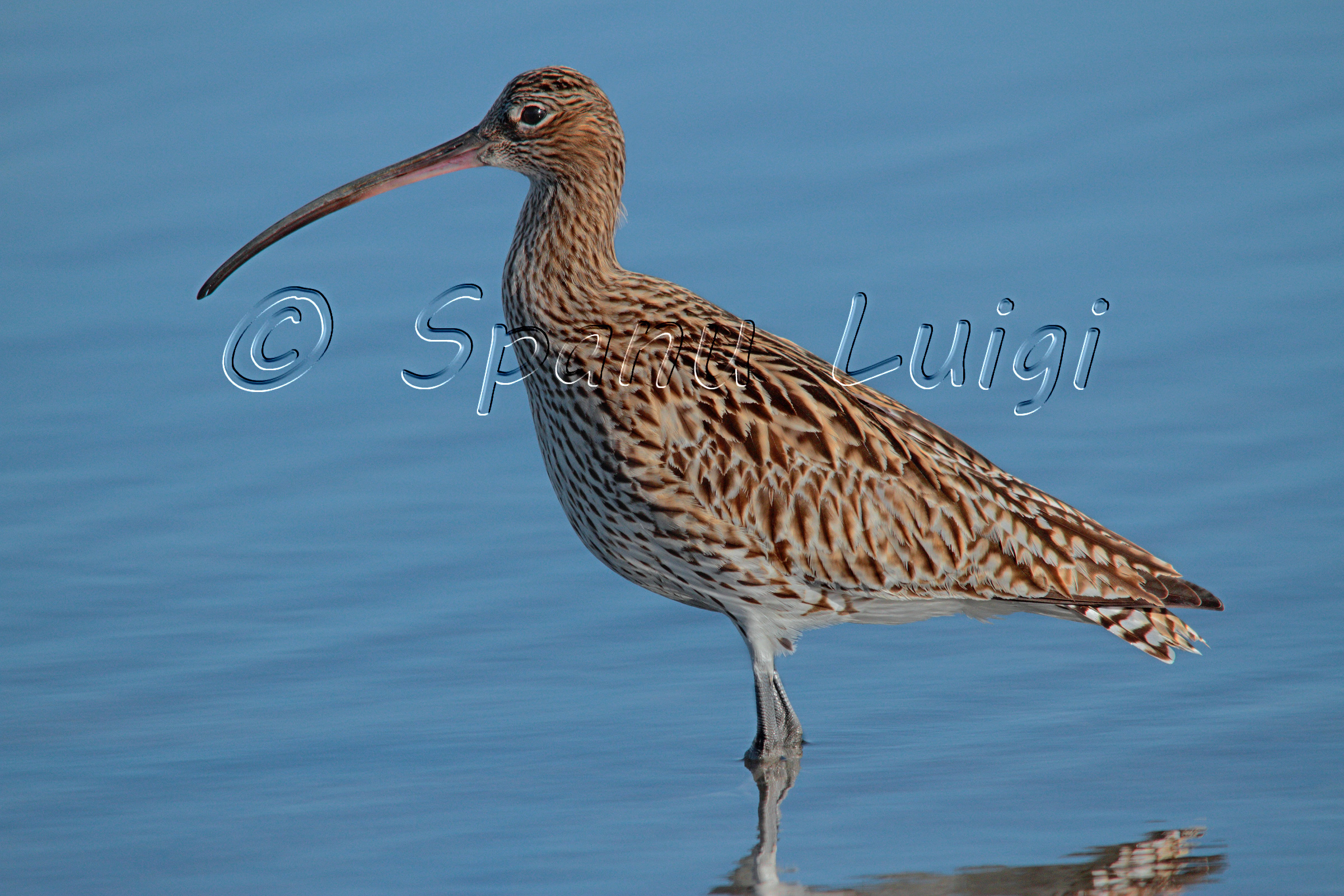 Curlew