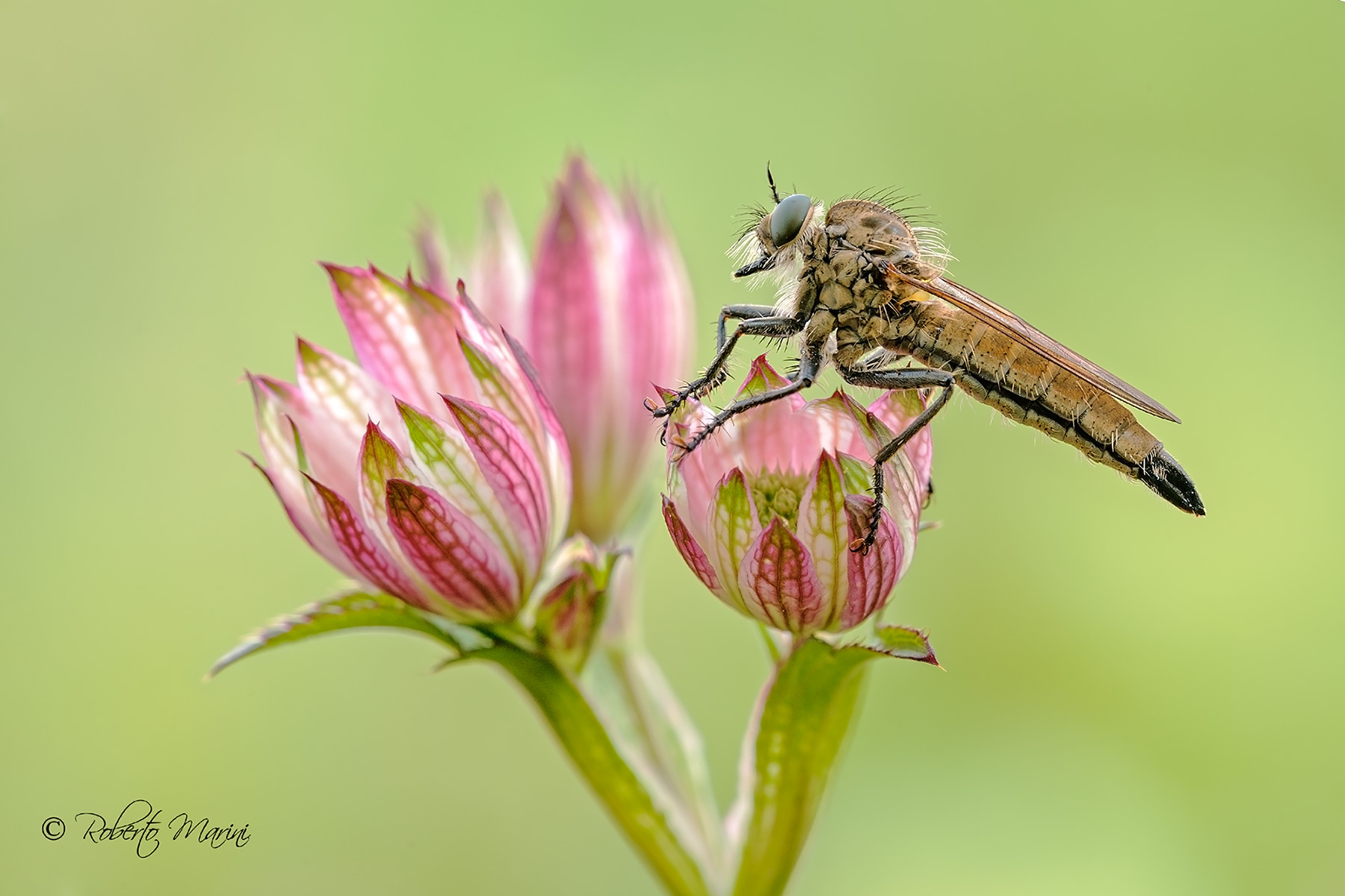 Robber fly