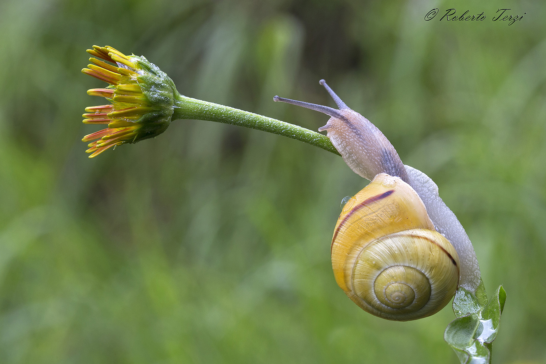 snail