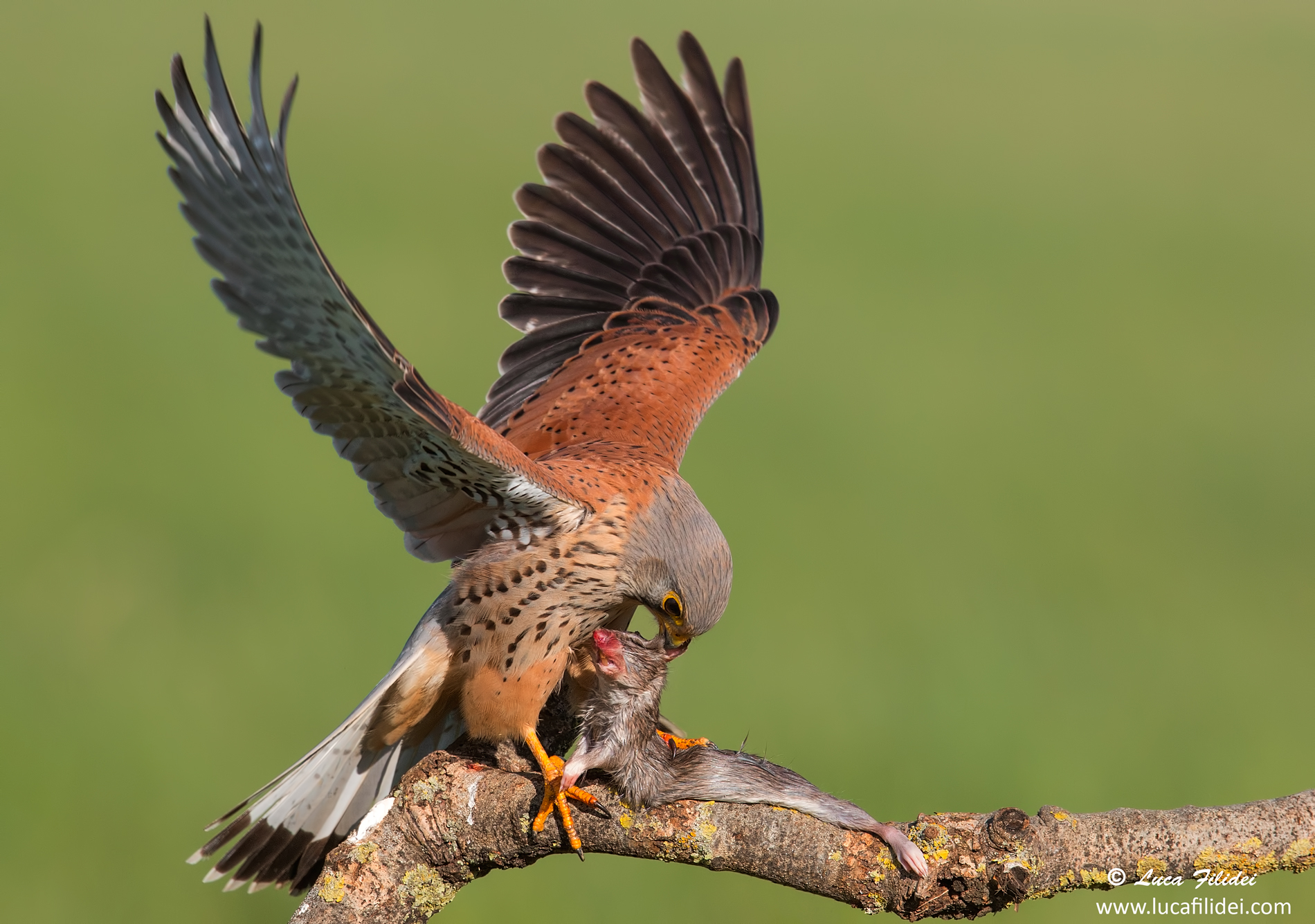 Kestrel Male