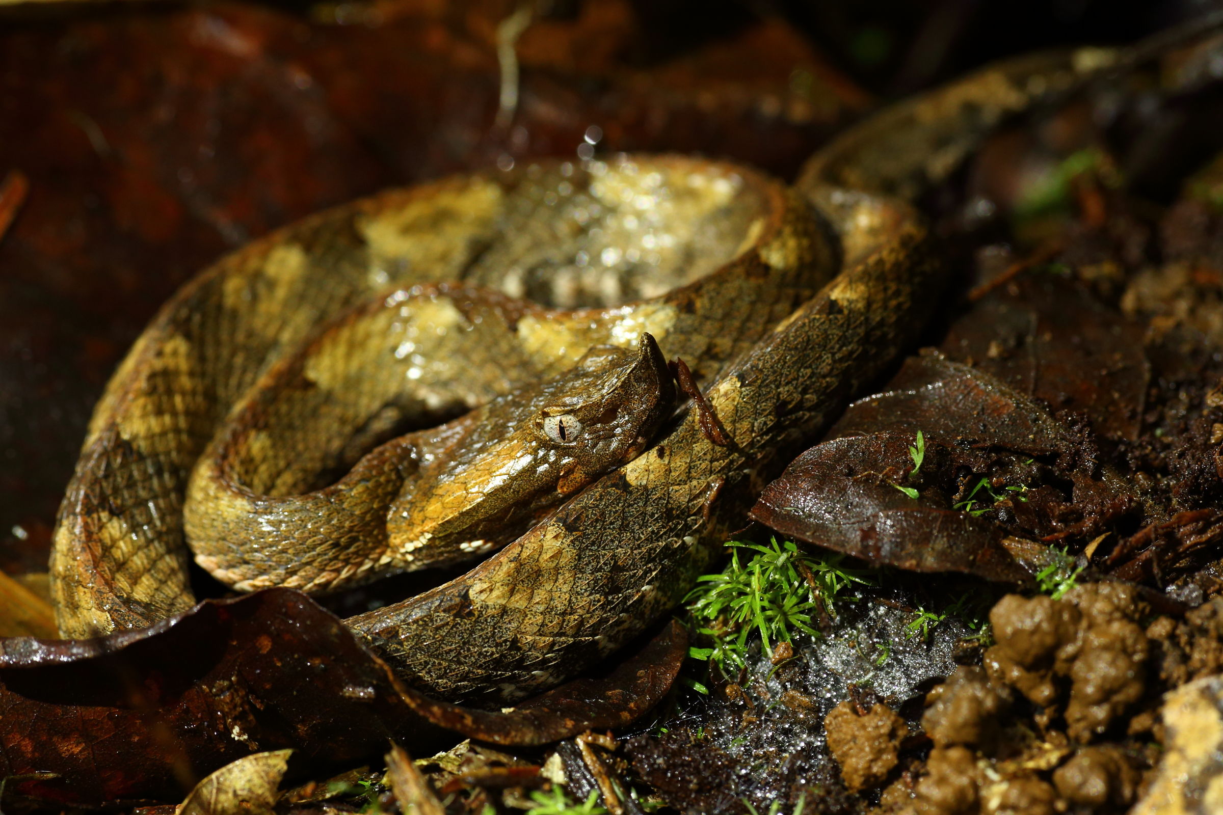 Rainforest hognosed pitviper