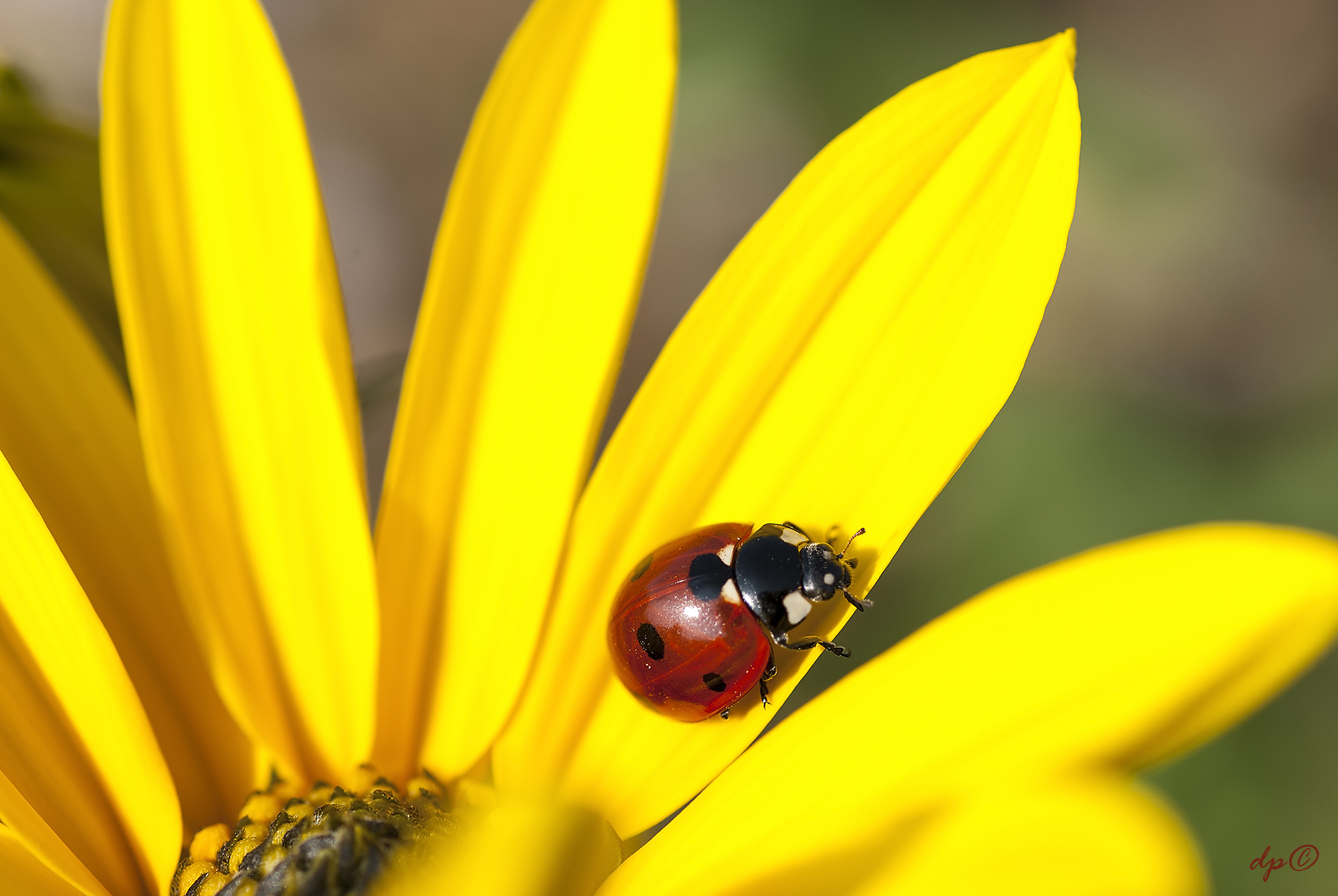 ladybird