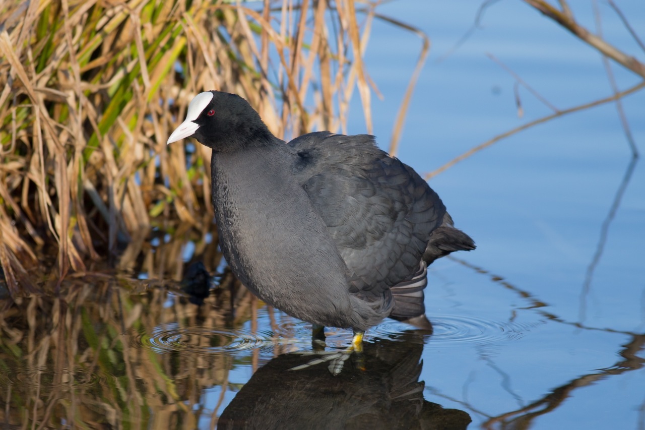 Coot