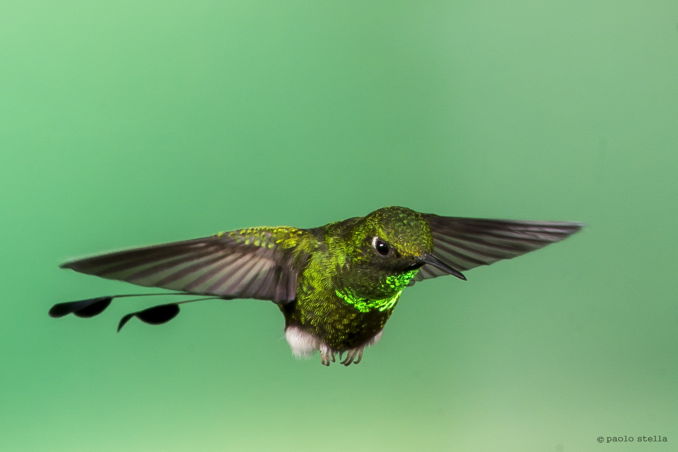 Booted Racket-tail-