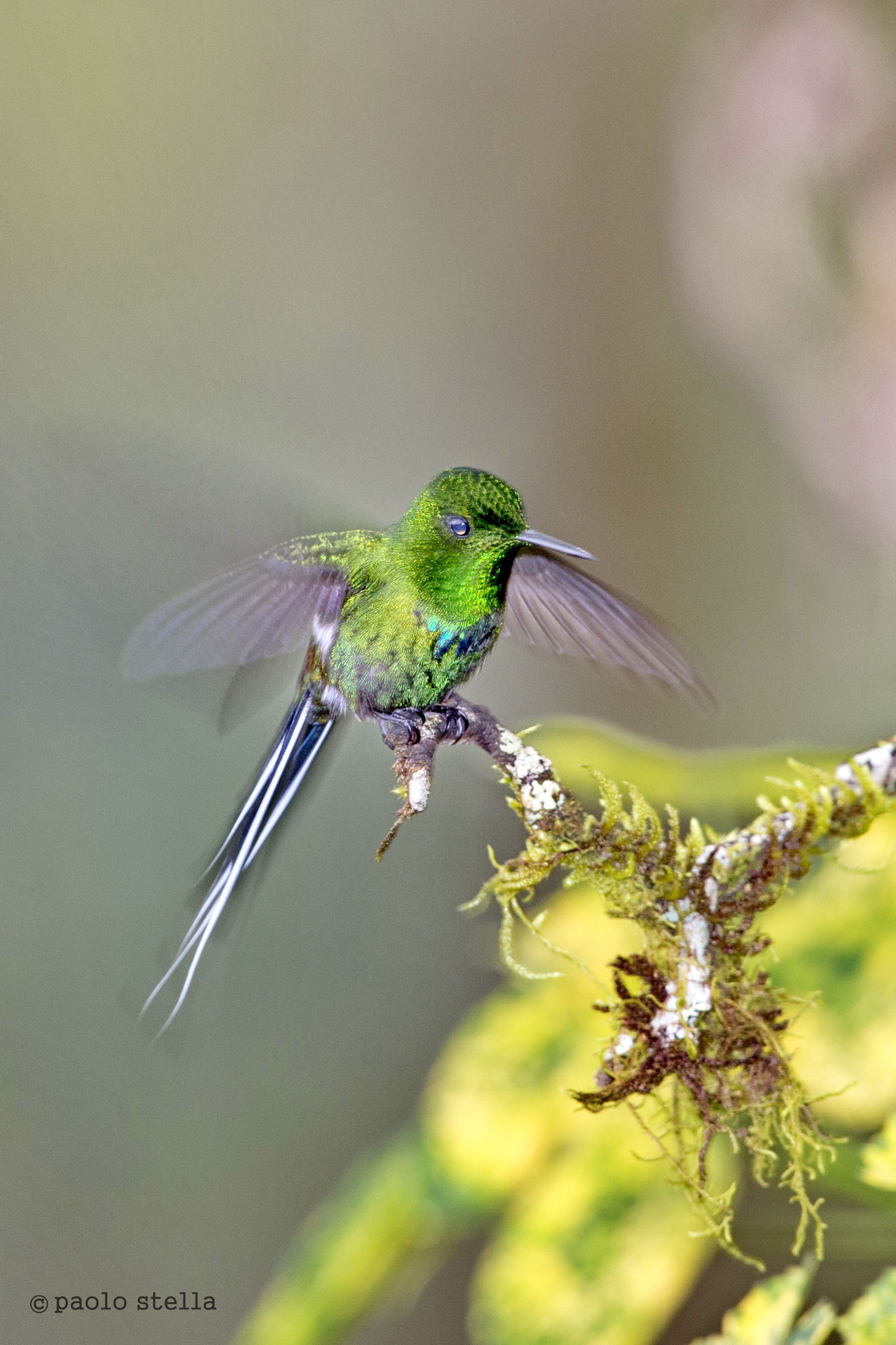 Green-crowned Brilliant