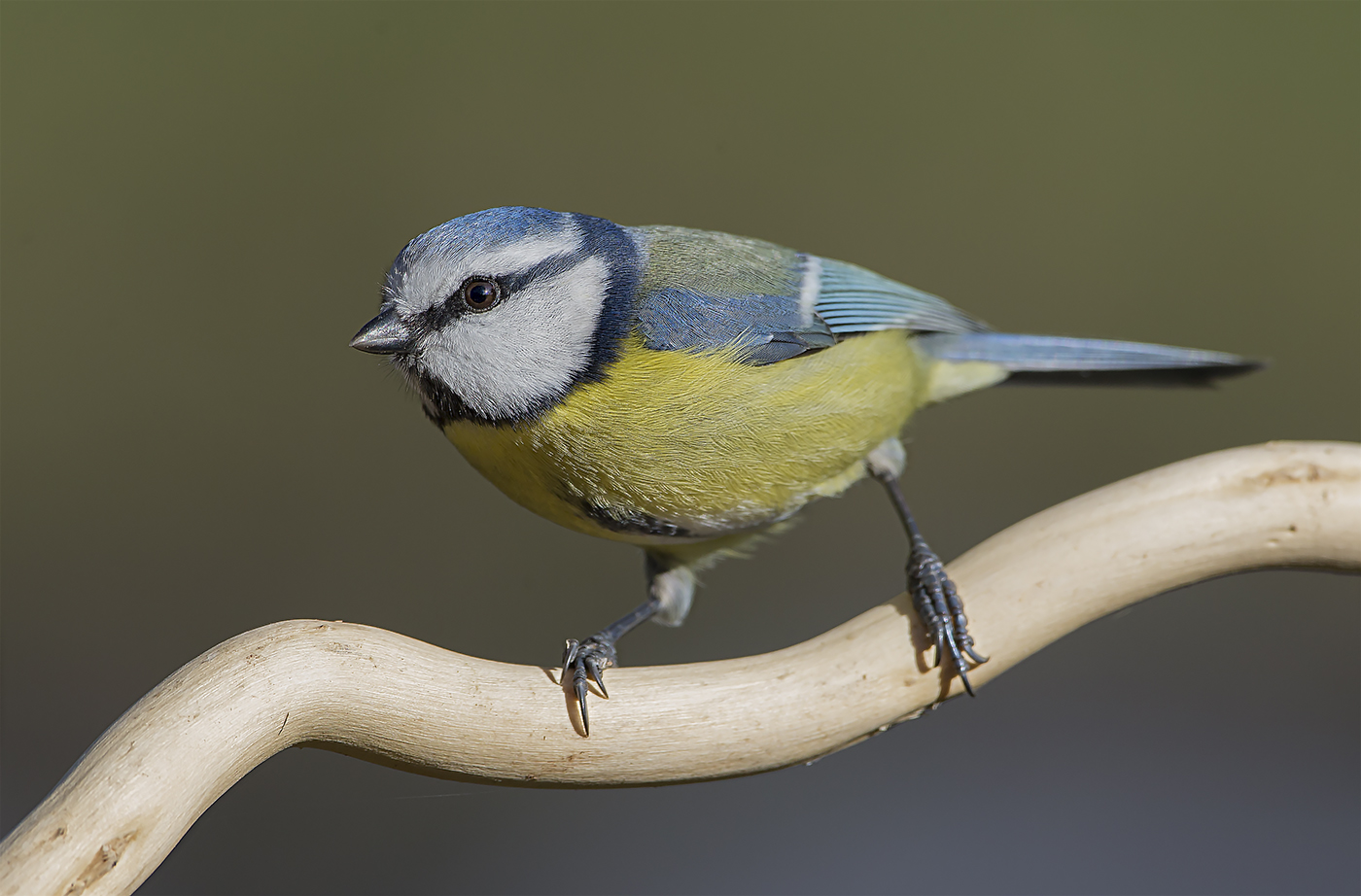 cinciarella nuovo photoshop