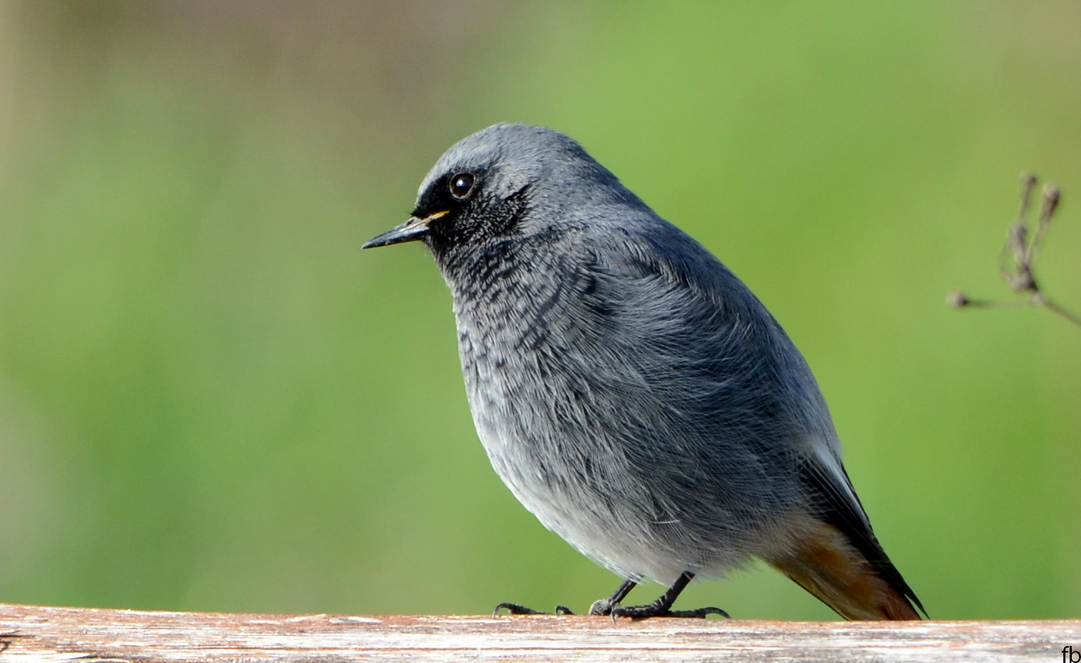 codirosso spazzacamino