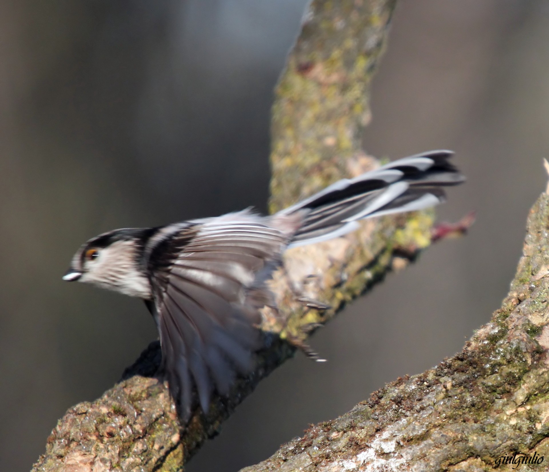 long-tailed tit in flight