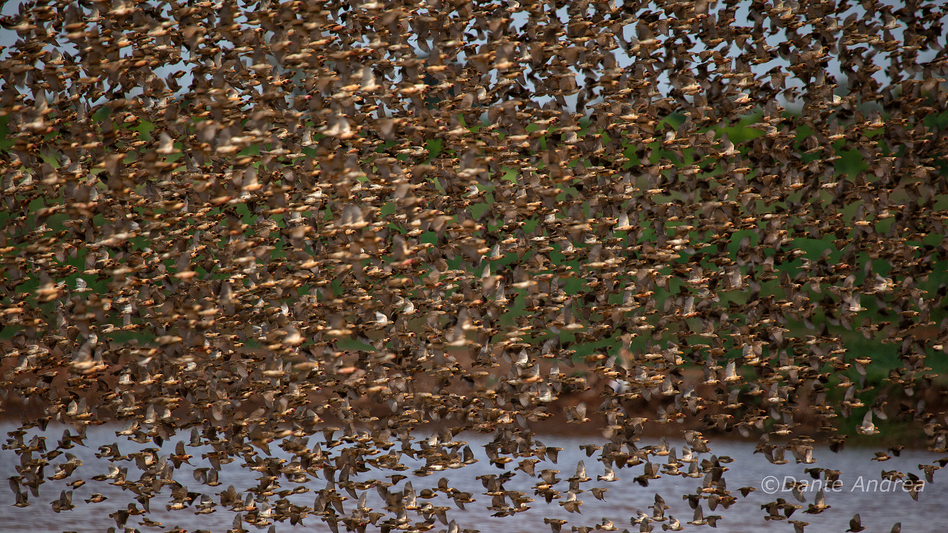 Confusione Organizzata(Quelea beccorosso)