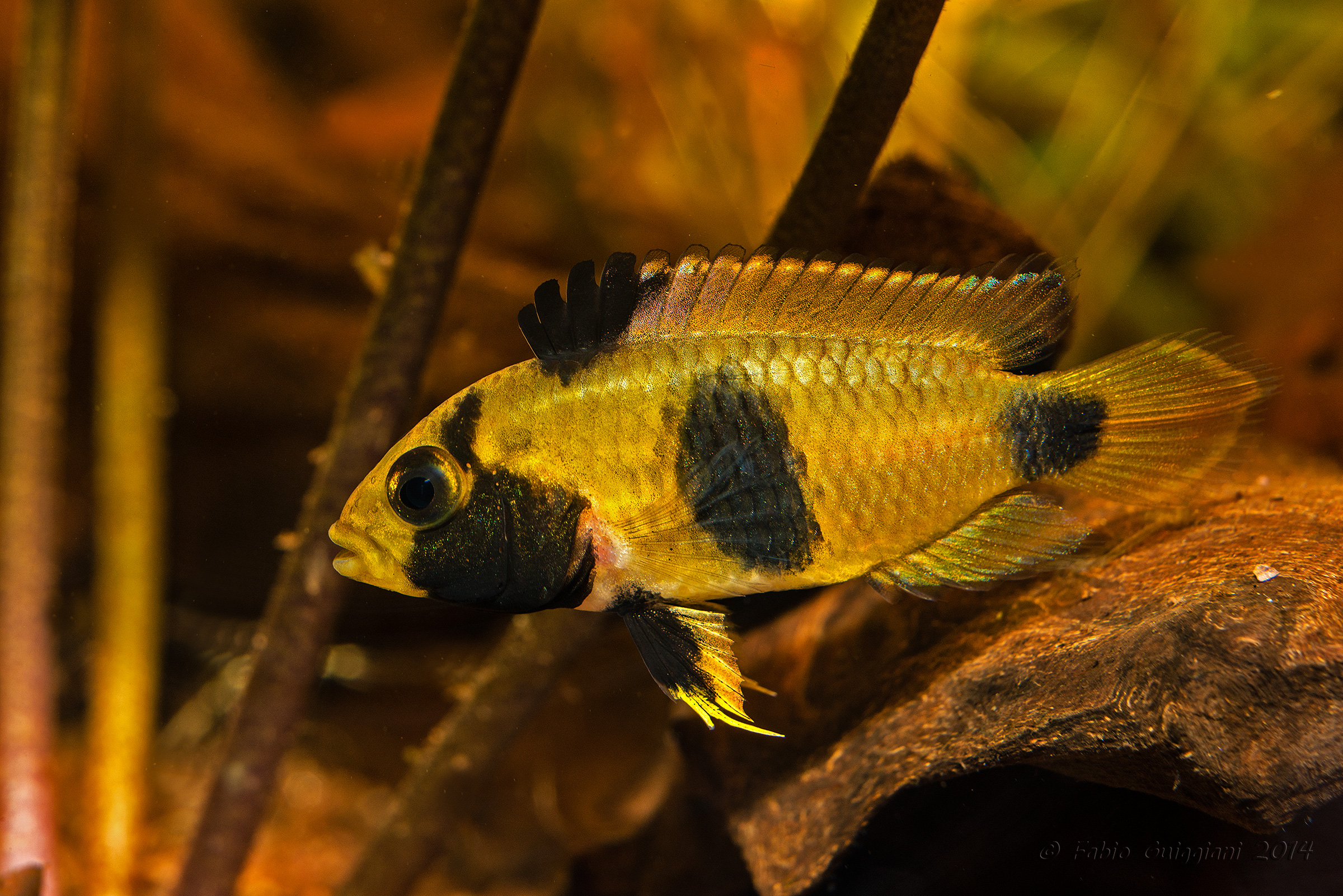 Apistogramma Nijisseni?