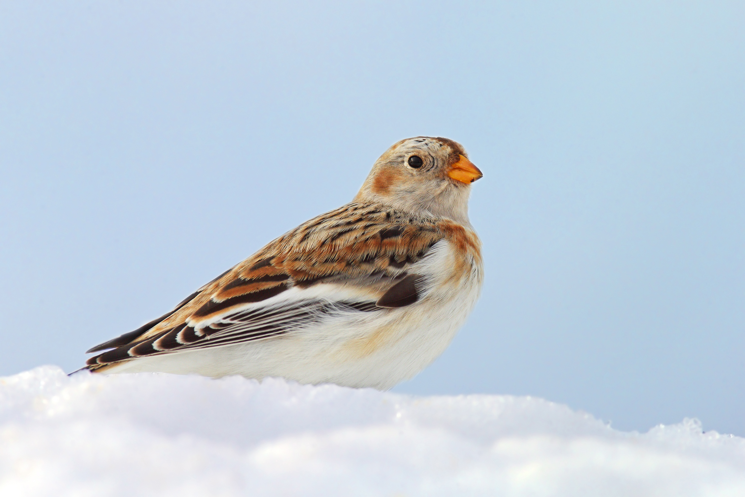Snow Bunting