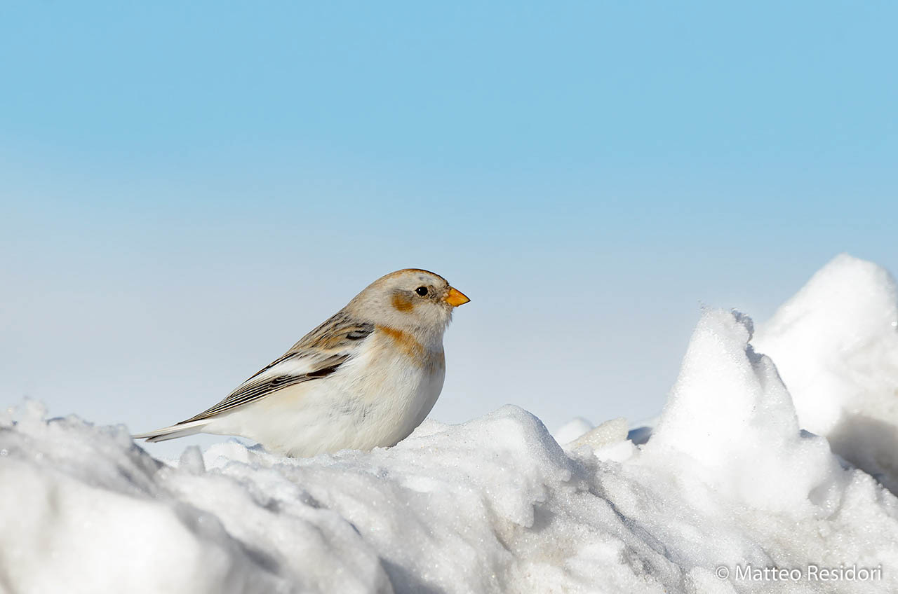 For the series "figurines"