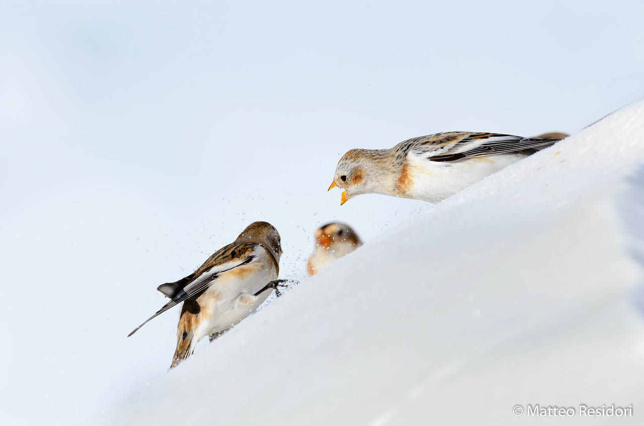 Bickering (pt.2 - The Victory)