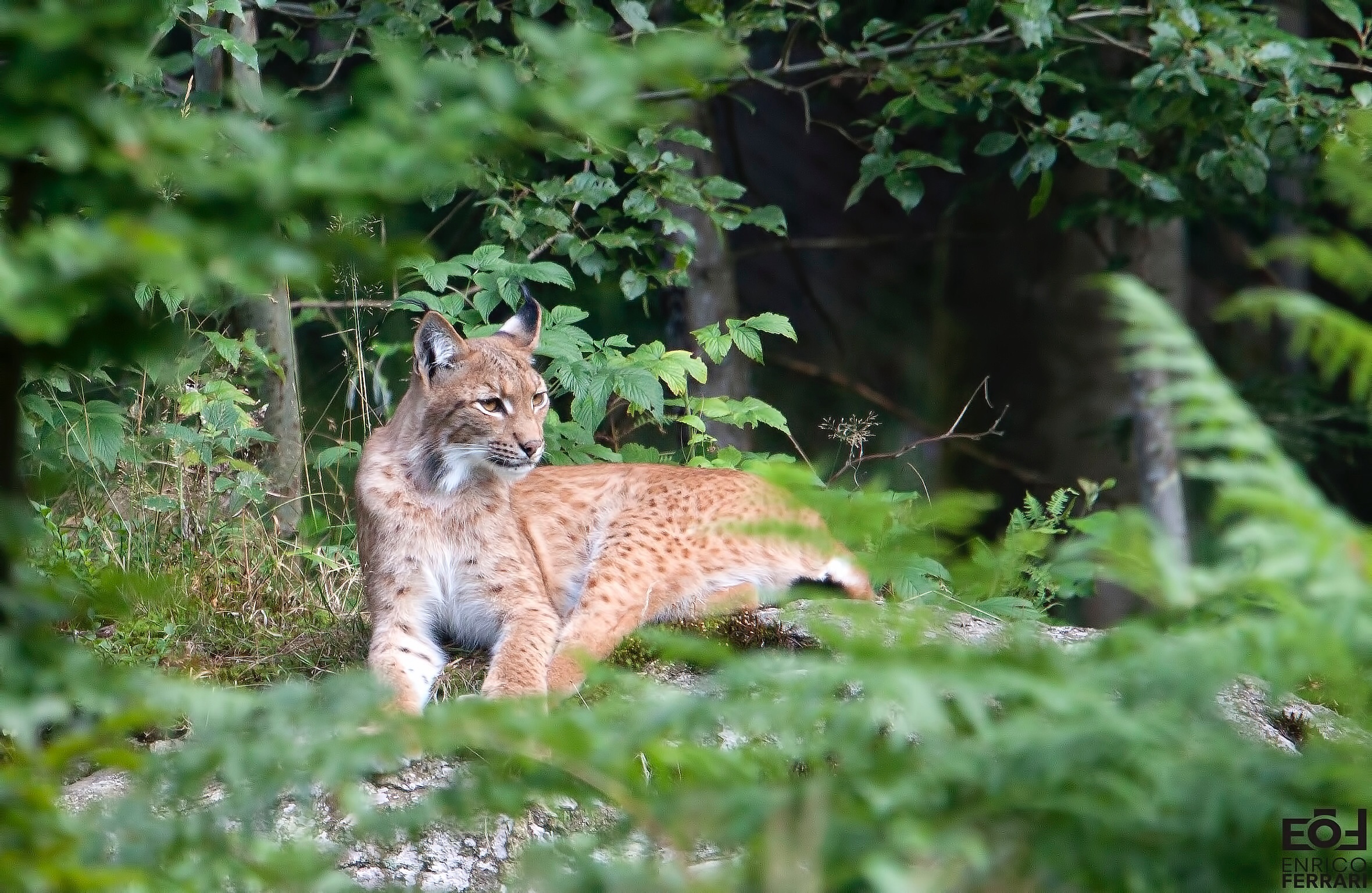 Lince