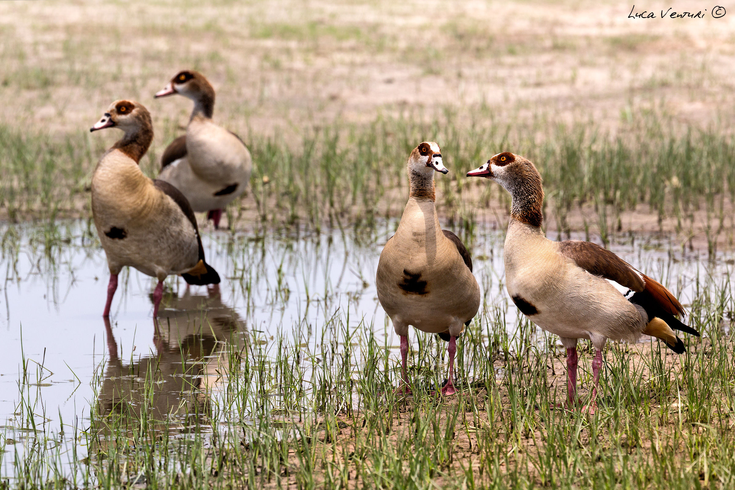 Alopochen aegyptiaca Linnaeus