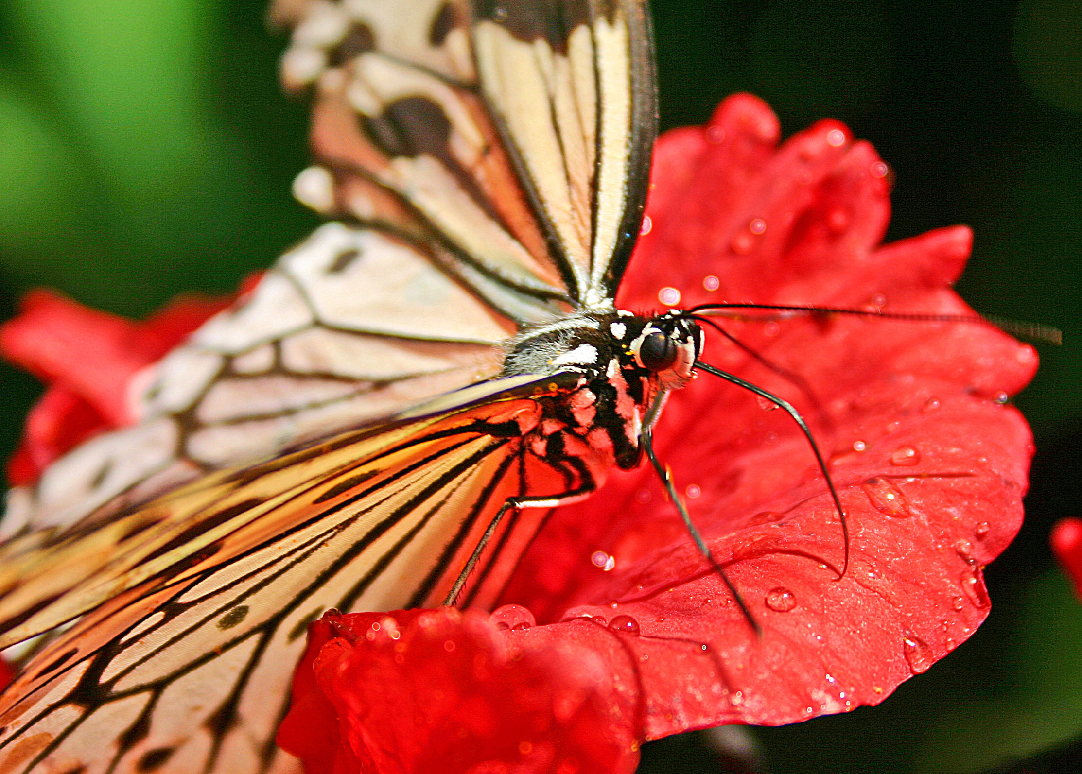 Butterfly - Kuala Lumpur