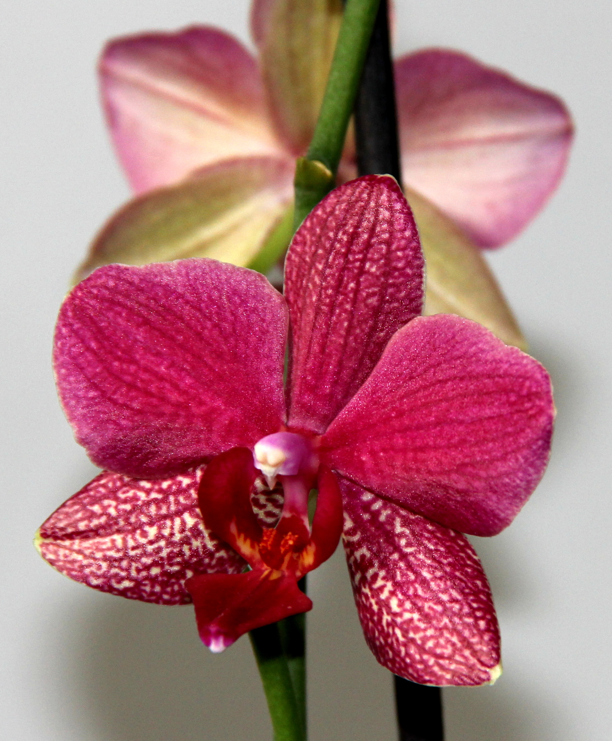 Finalmente...è nata