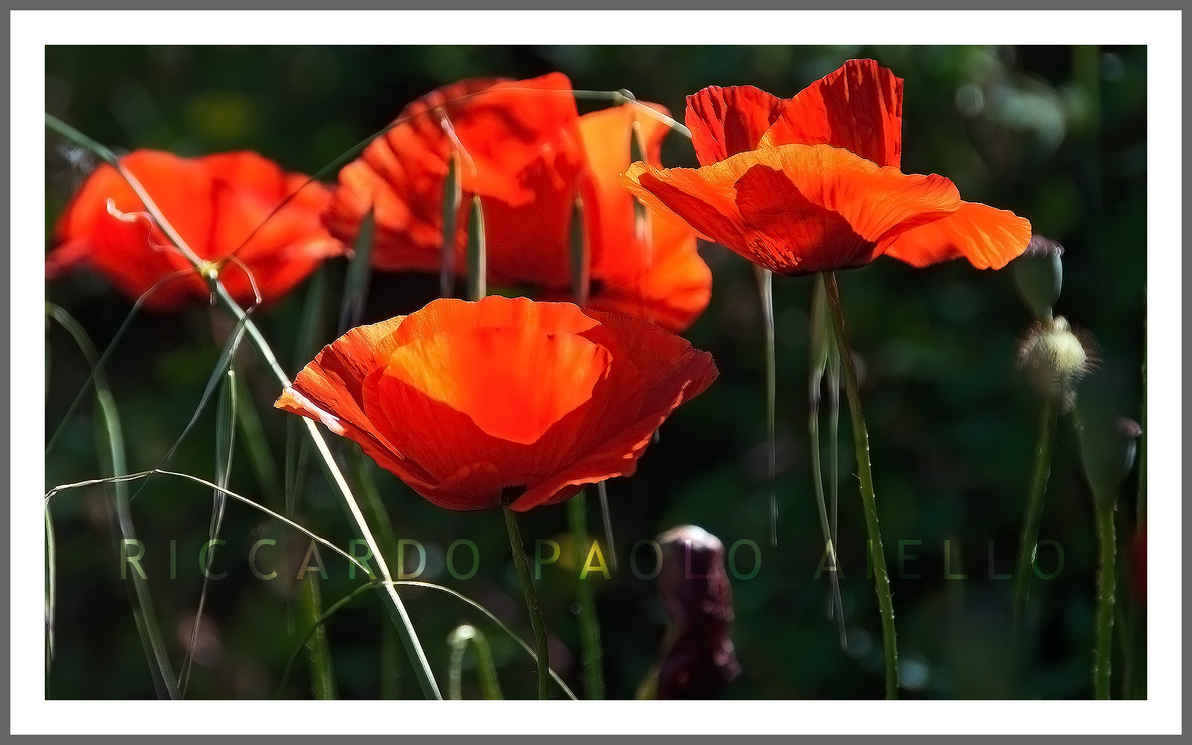 poppies ... under the Accellica