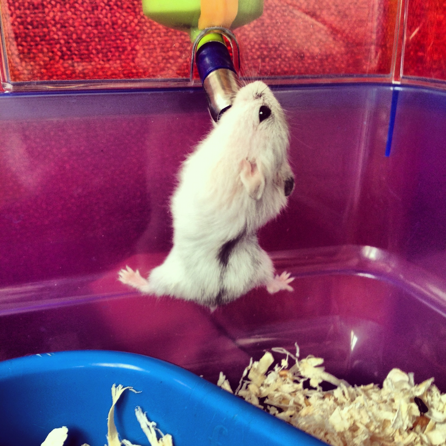 Hamster to 'abbeveratorio