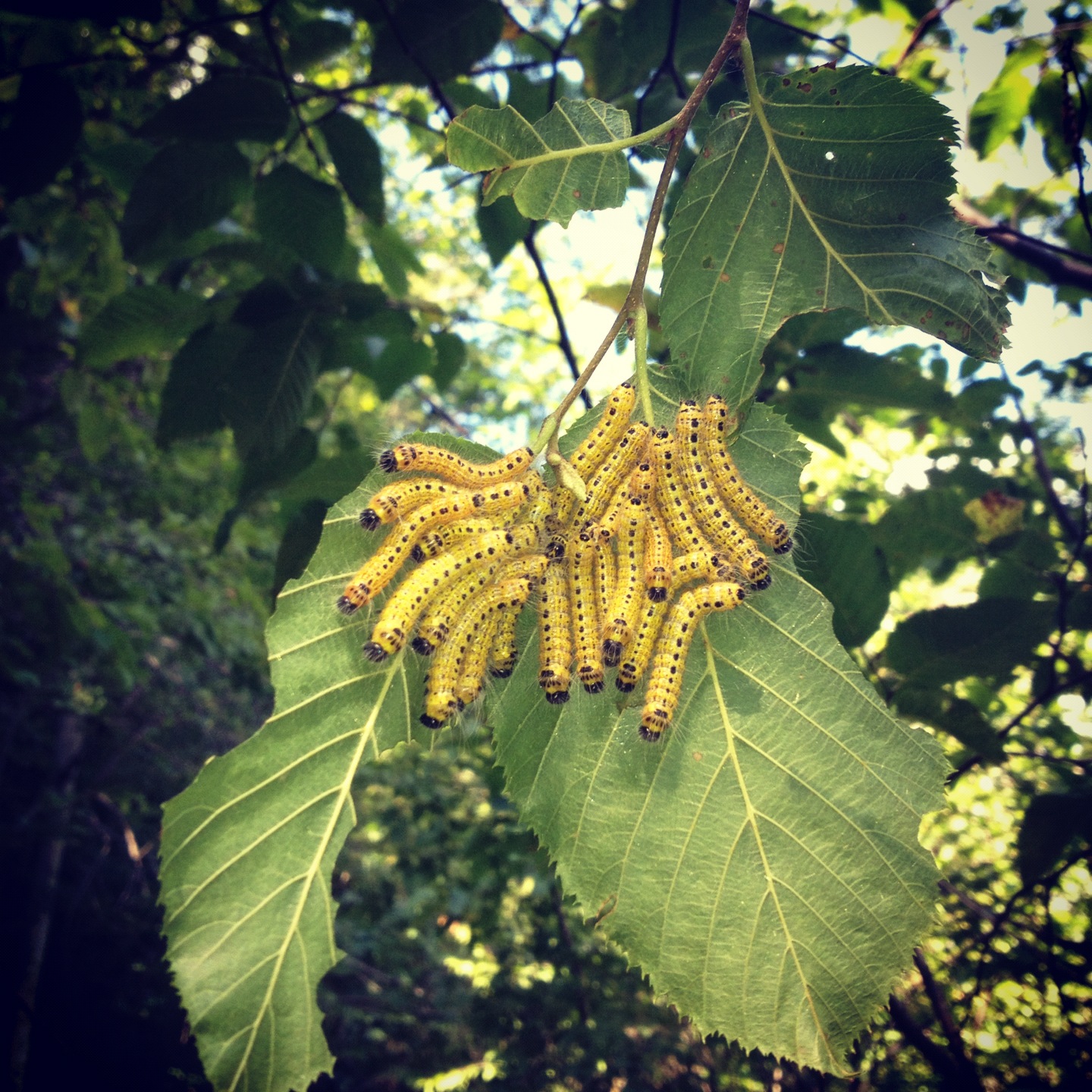Grouping of caterpillars