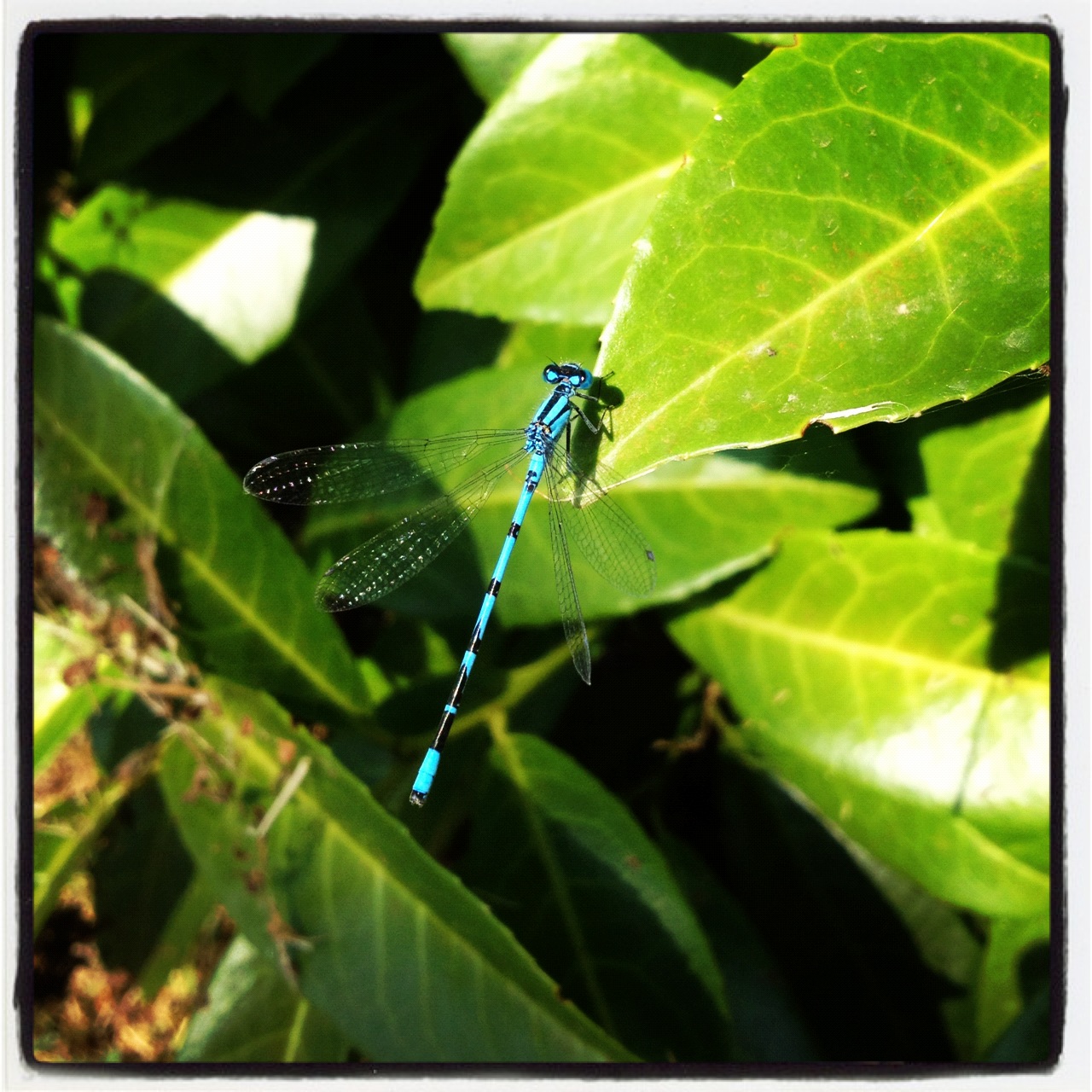 Dragonfly 2