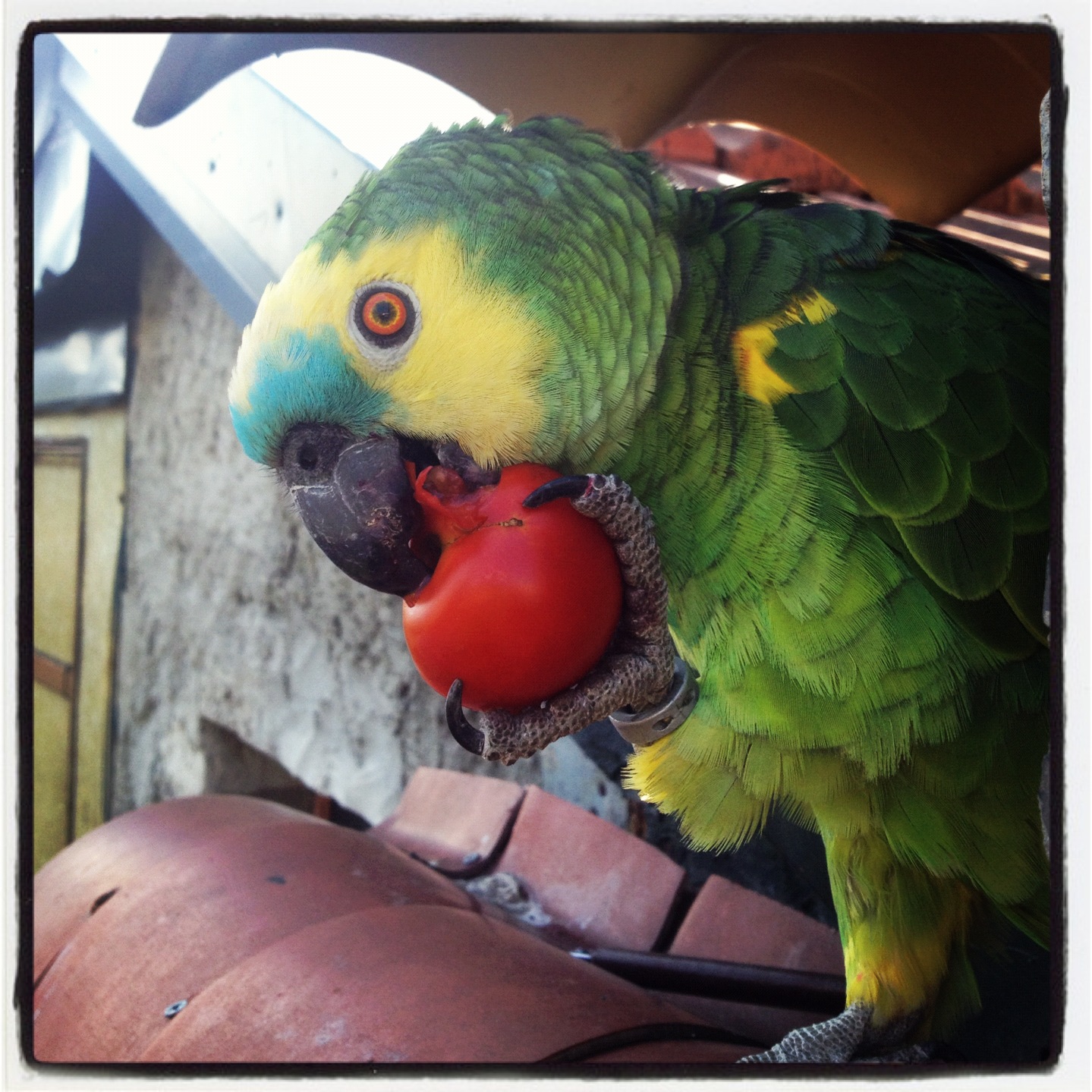 Loreto, Amazon parrot to a friend