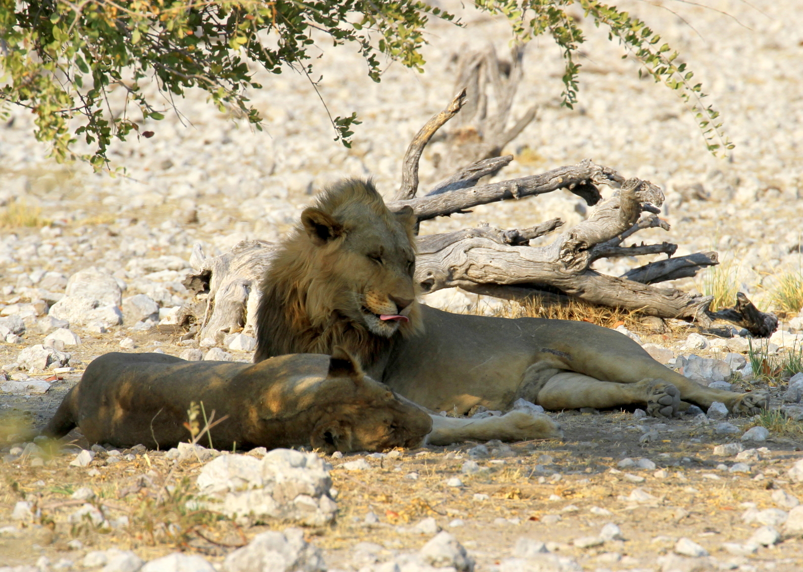 Lions of Etosha