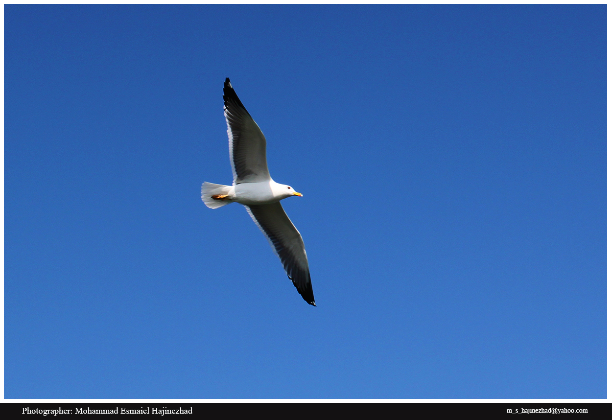 Yellow-legged Gull