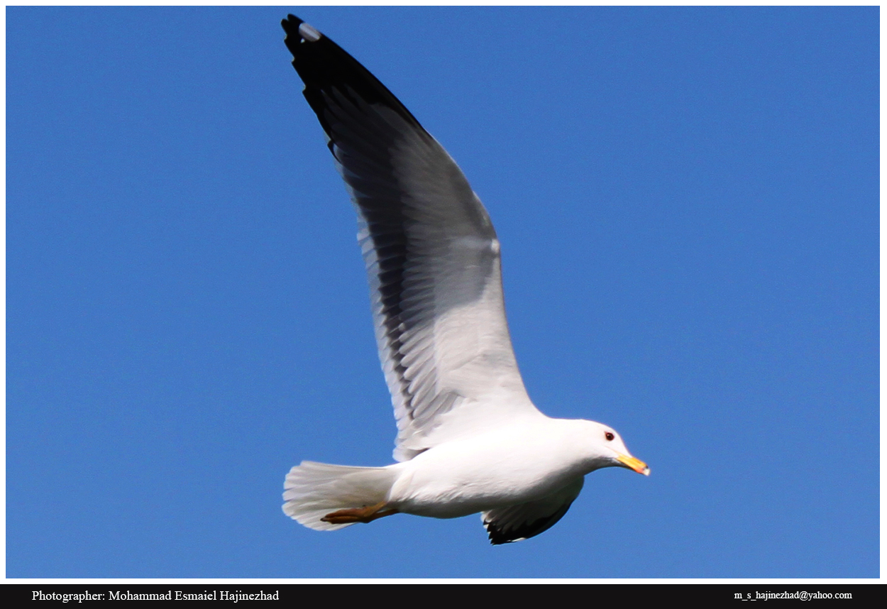 Yellow-legged Gull
