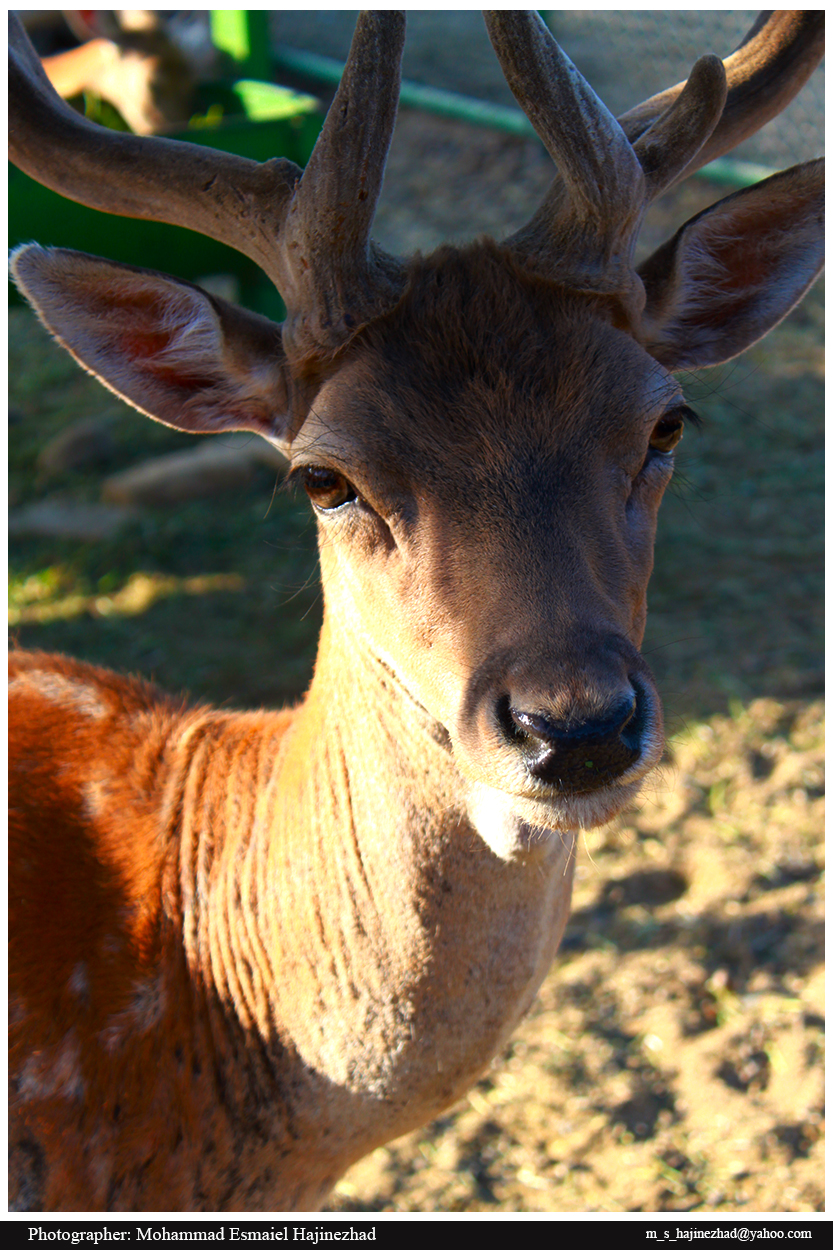 Persian fallow deer