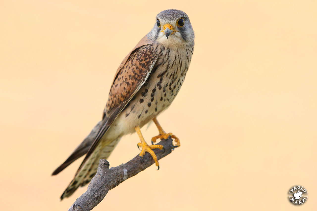 Kestrel (male)