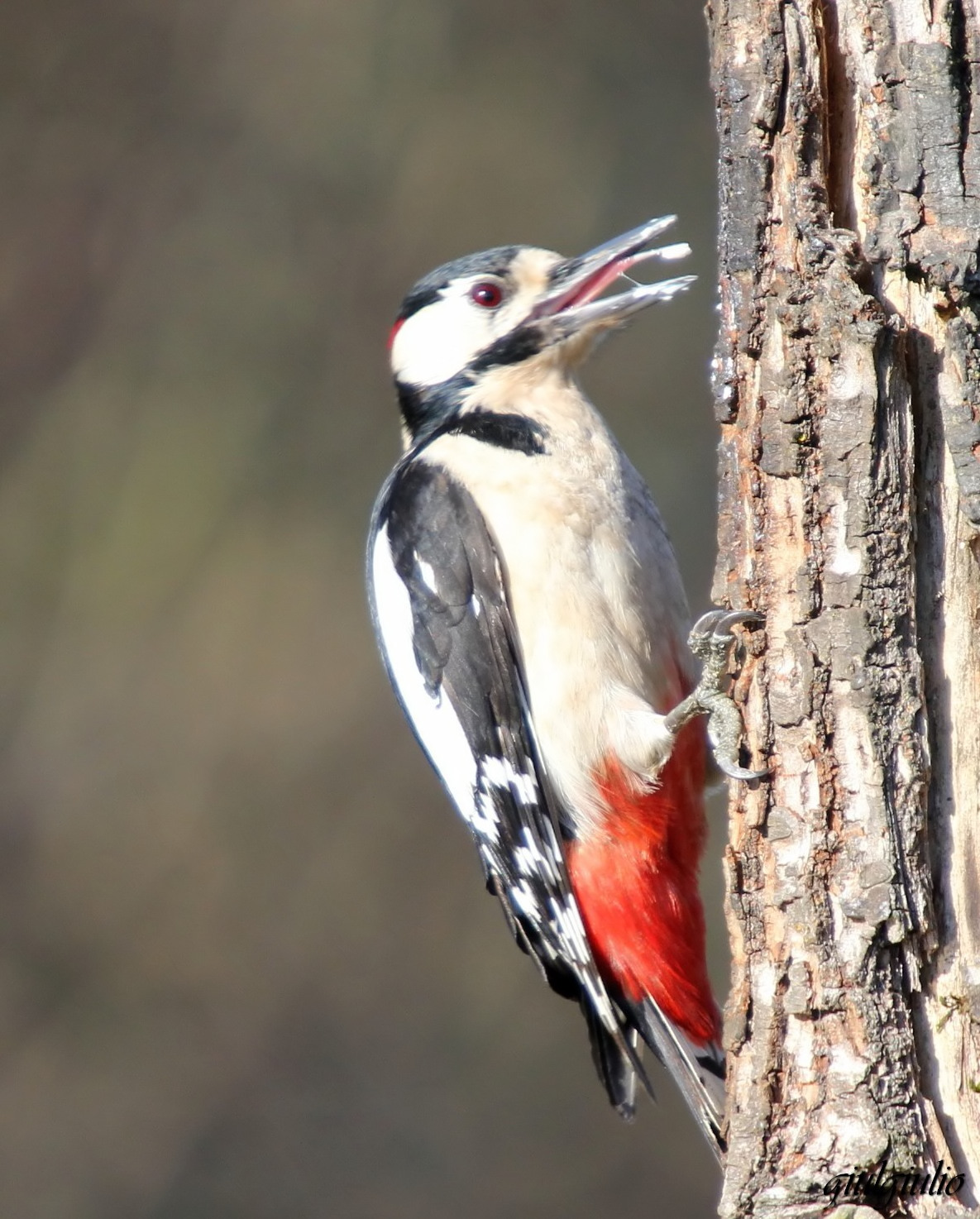 la lingua del picchio