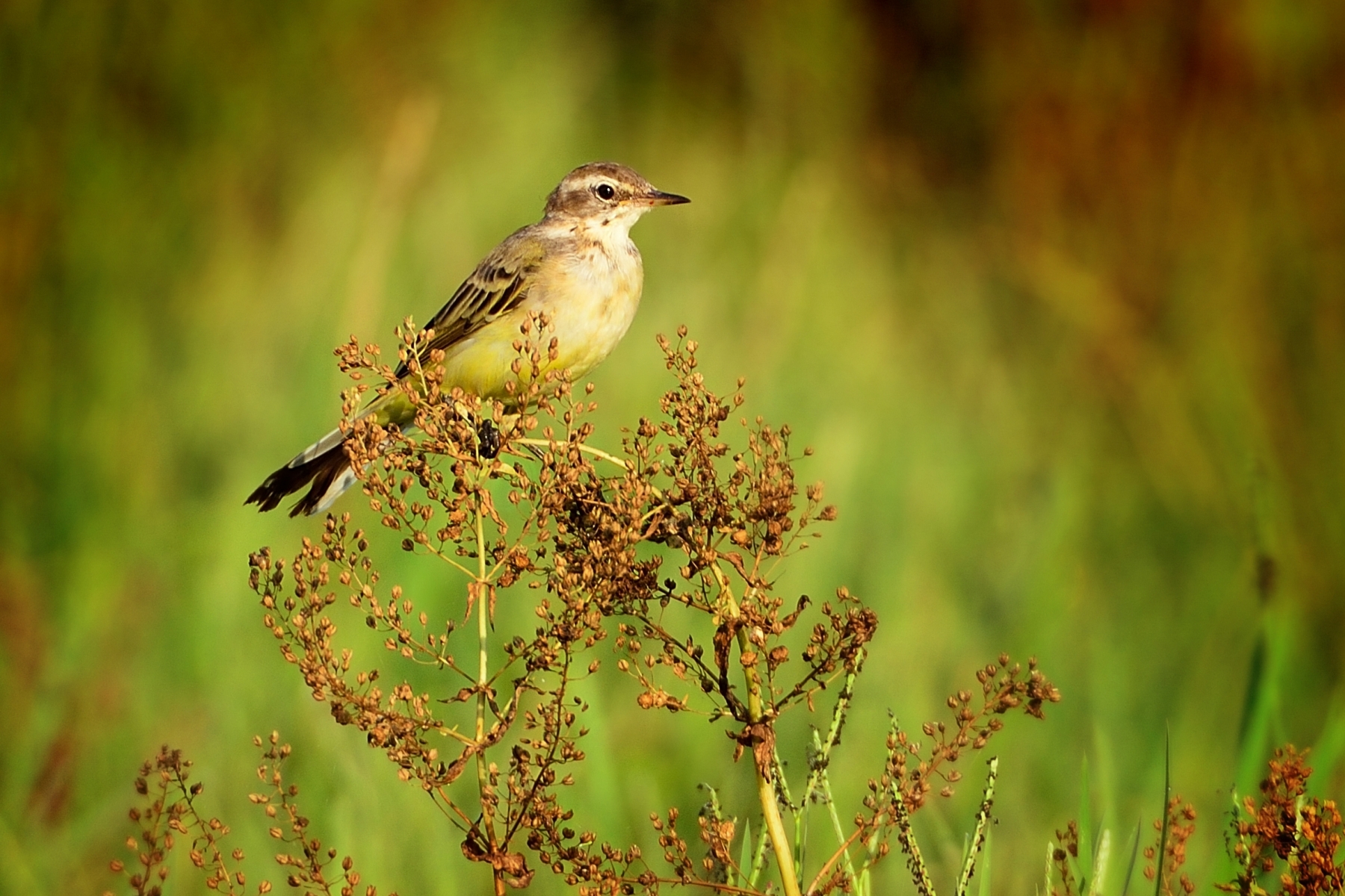 Yellow Wagtail