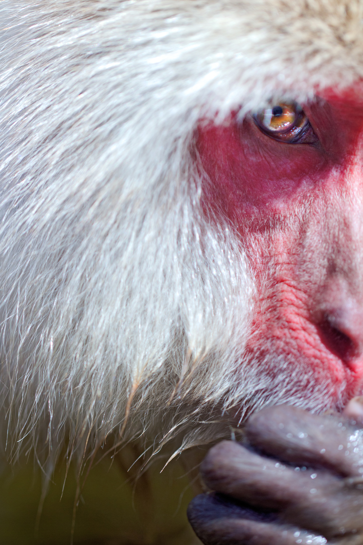 Macaco giapponese (Macaca fuscata)