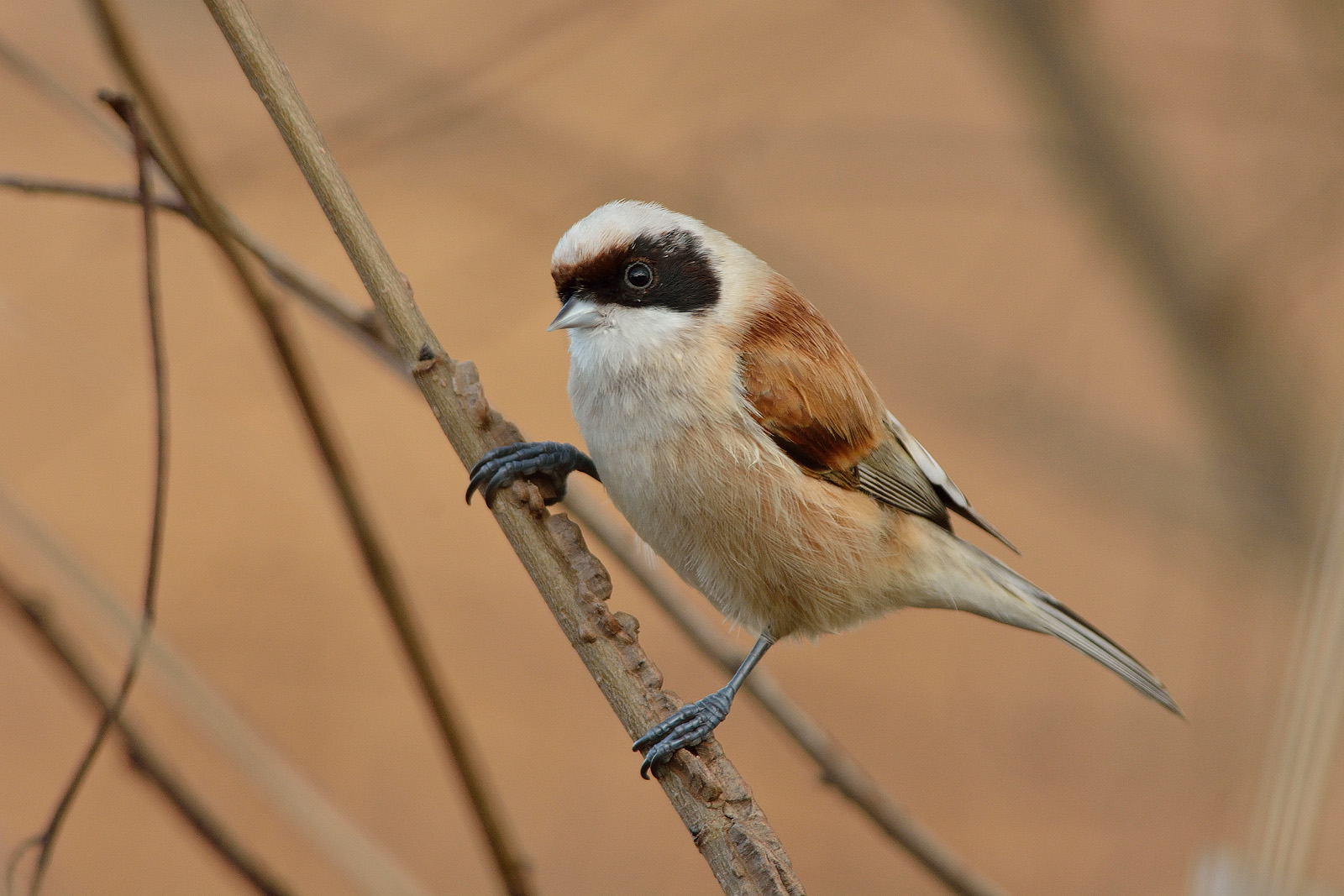 Finalmente il Pendolino
