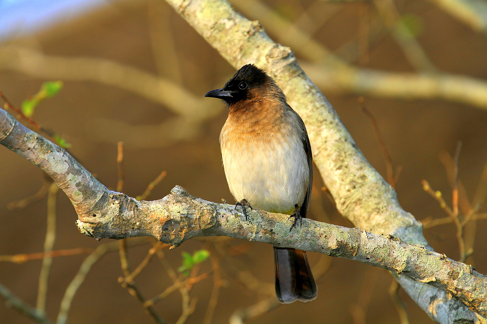 Bulbul Black-chinned