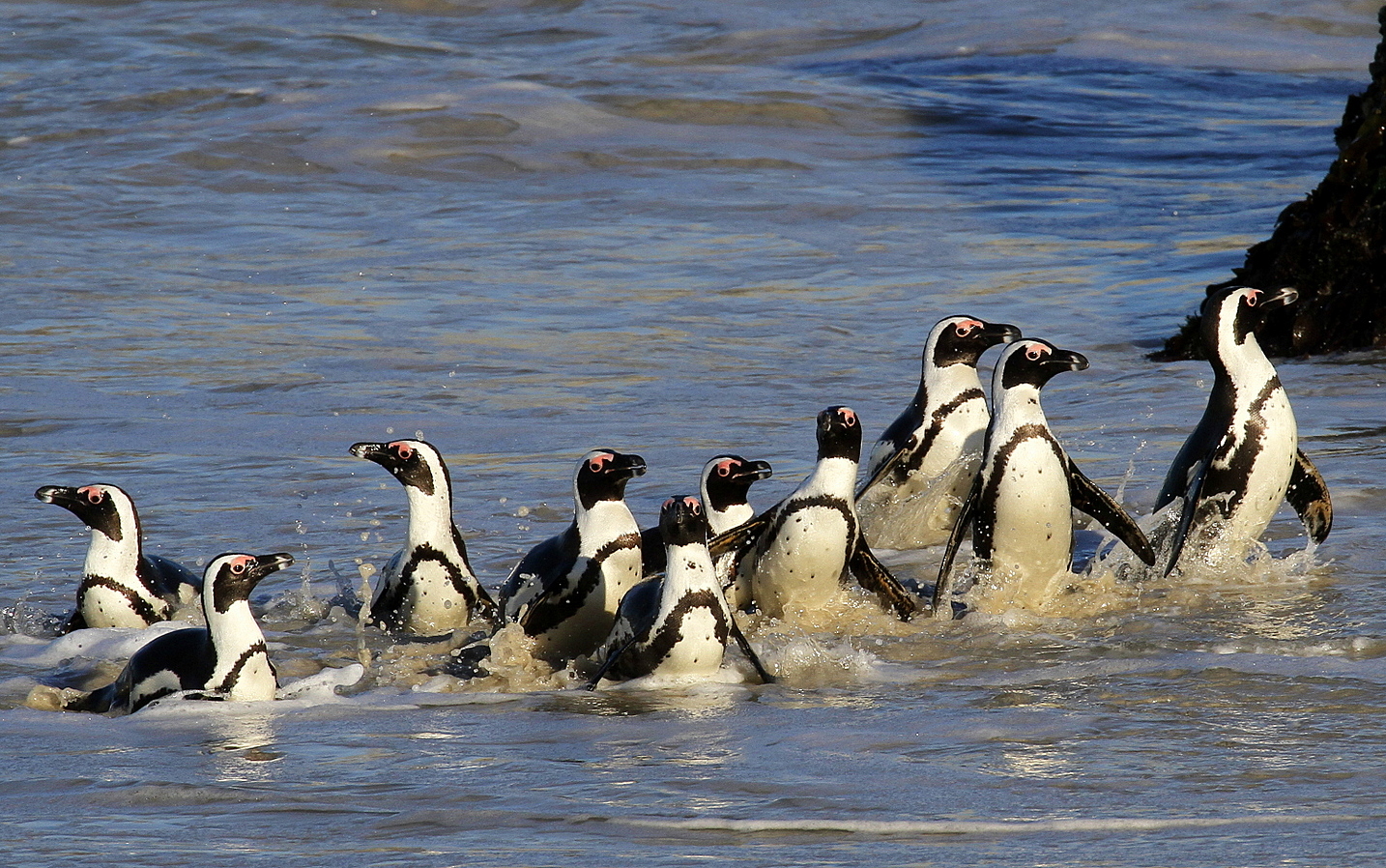 Cape Penguins