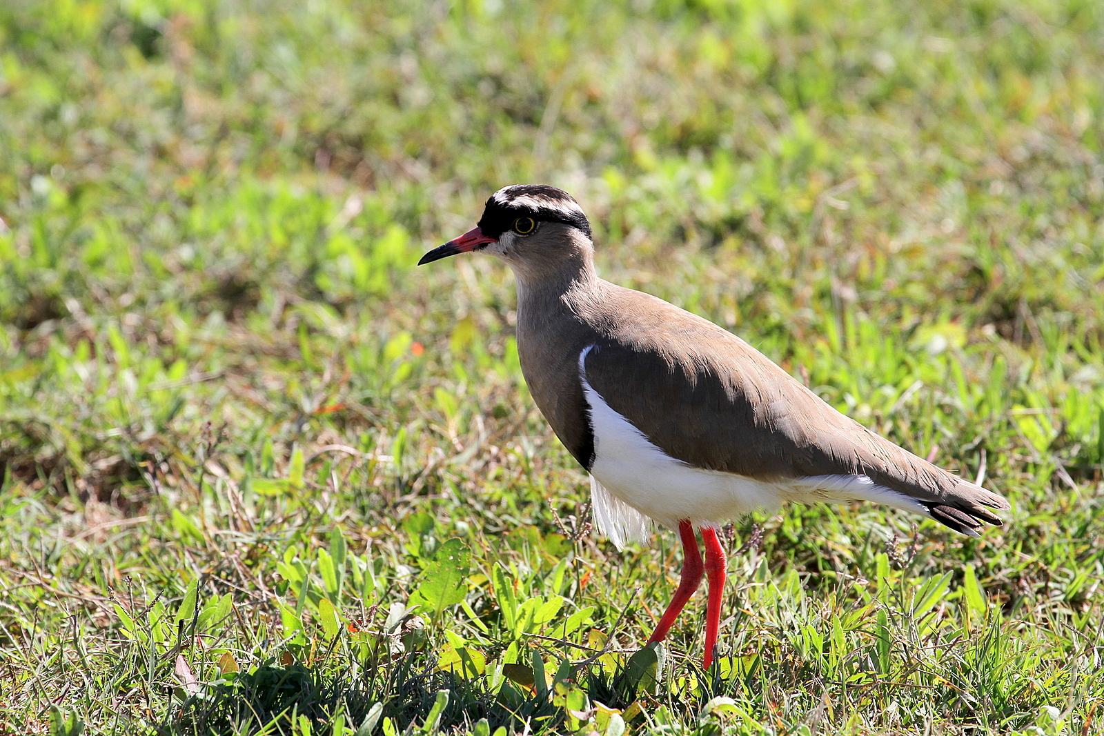 Crowned Lapwing